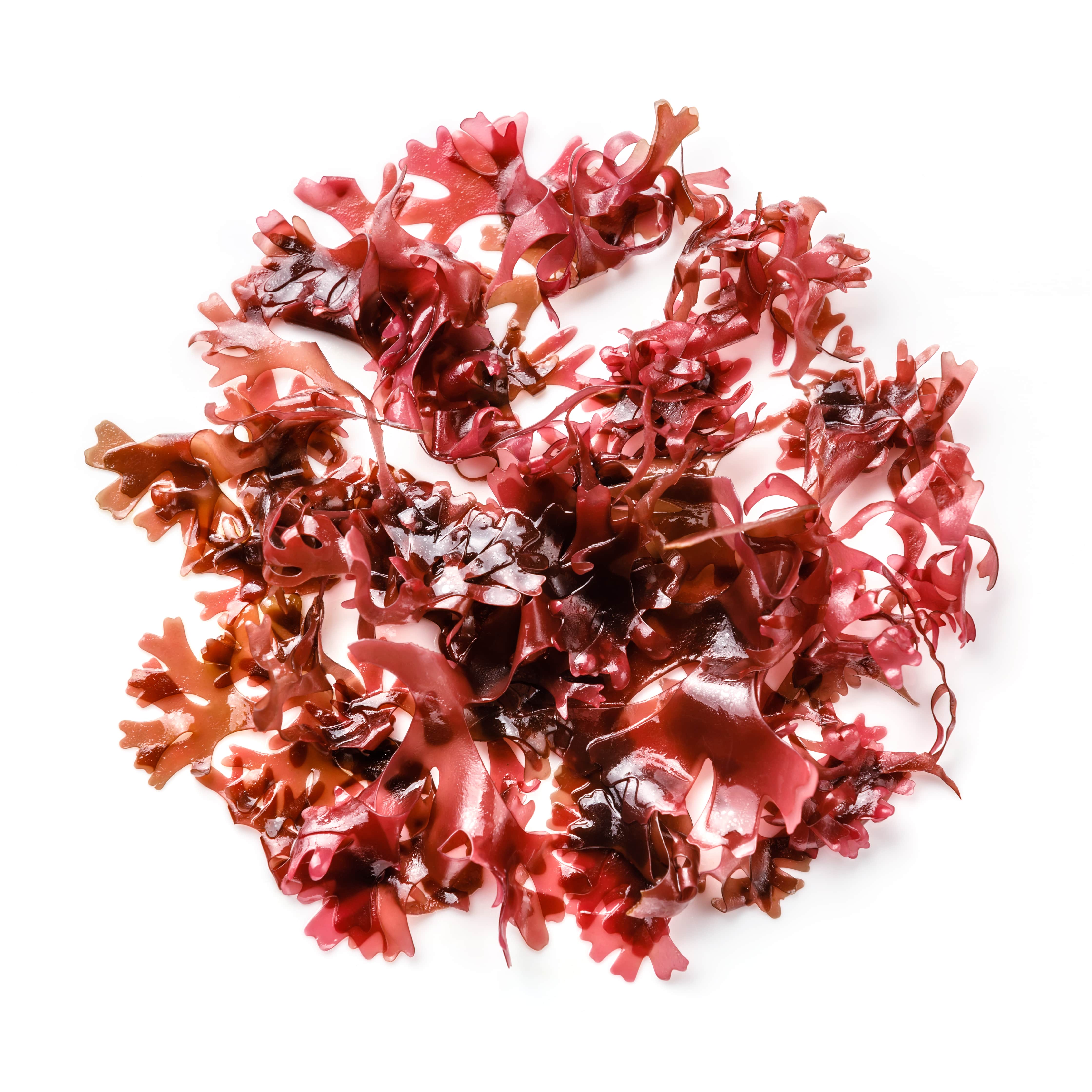 Red seaweed SFE (CAS N° 223751-74-4)