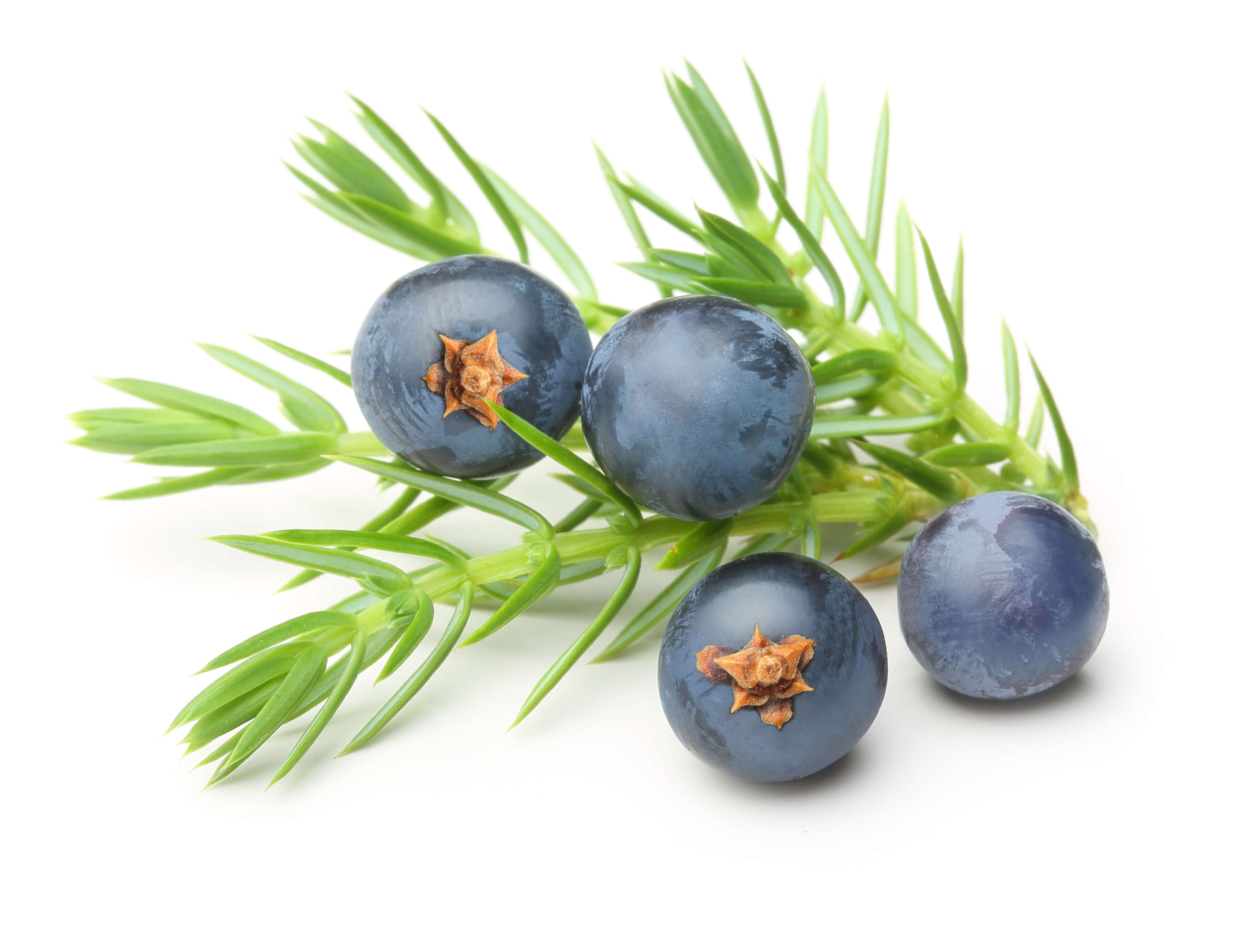 Juniper berry oil (CAS N° 8002-68-4)