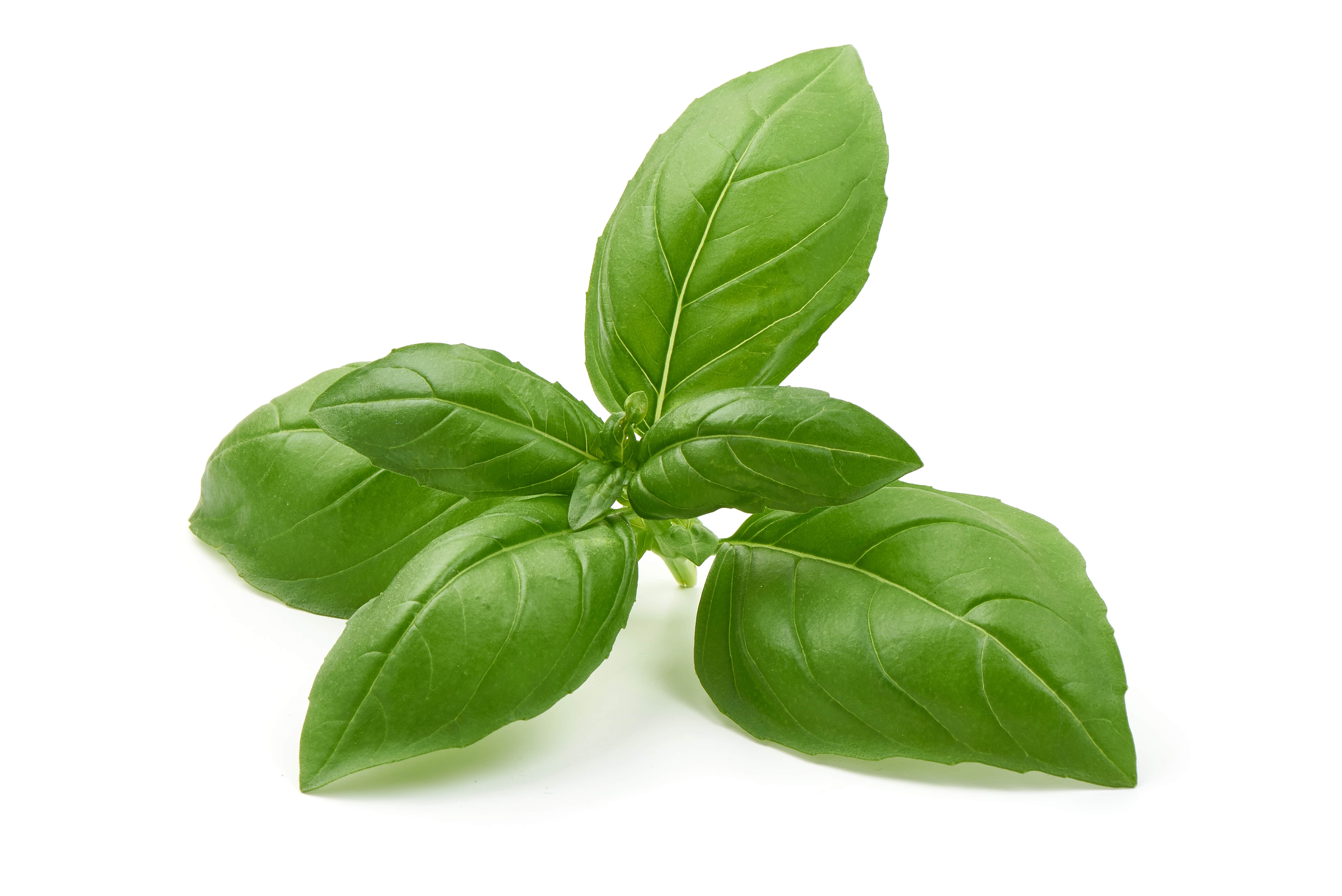 Basil oil (estragole type) (CAS N° 8015-73-4)