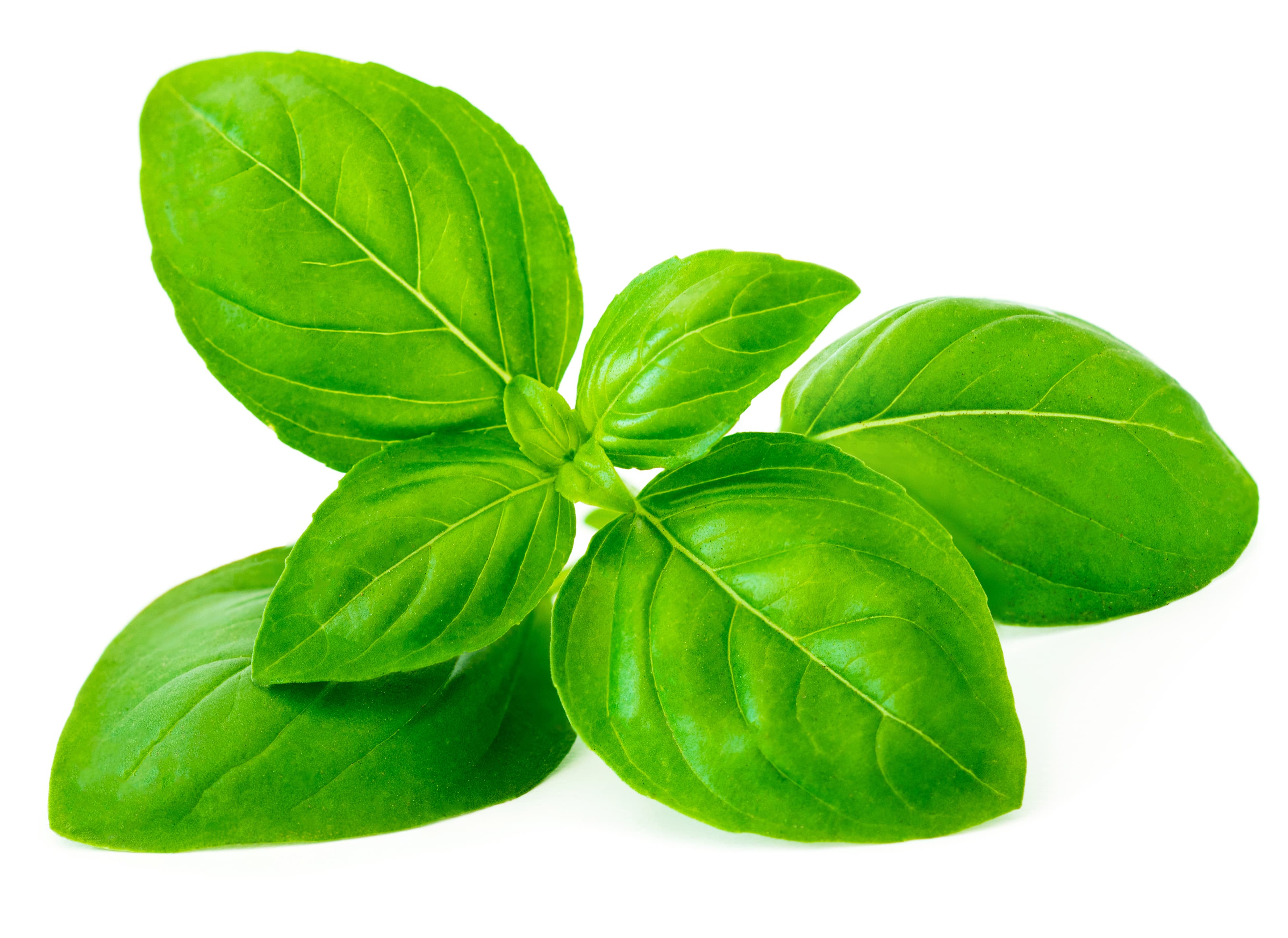 Basil oil (linalool type) (CAS N° 8015-73-4)