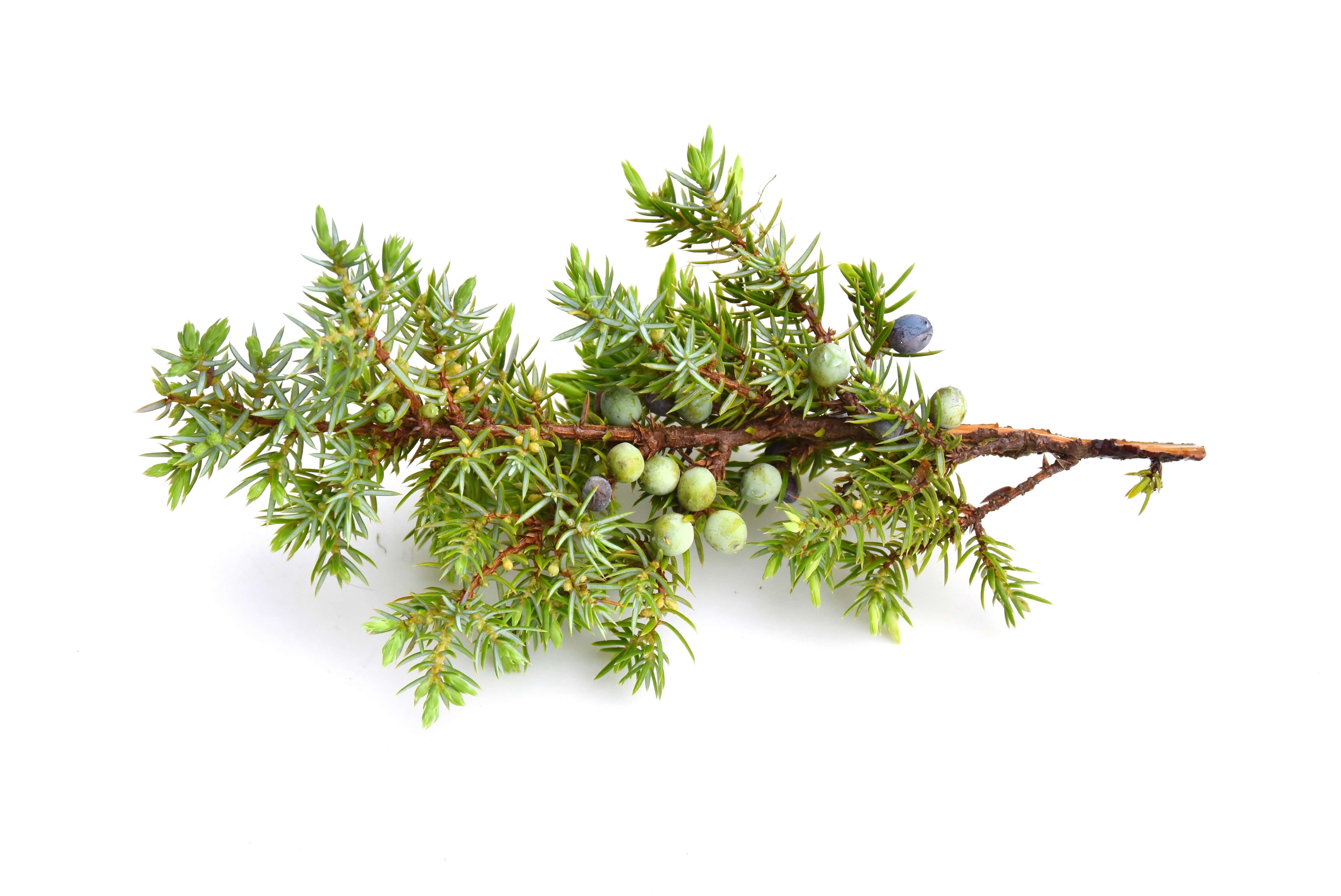 Juniper leaves oil (CAS N° 8002-68-4)