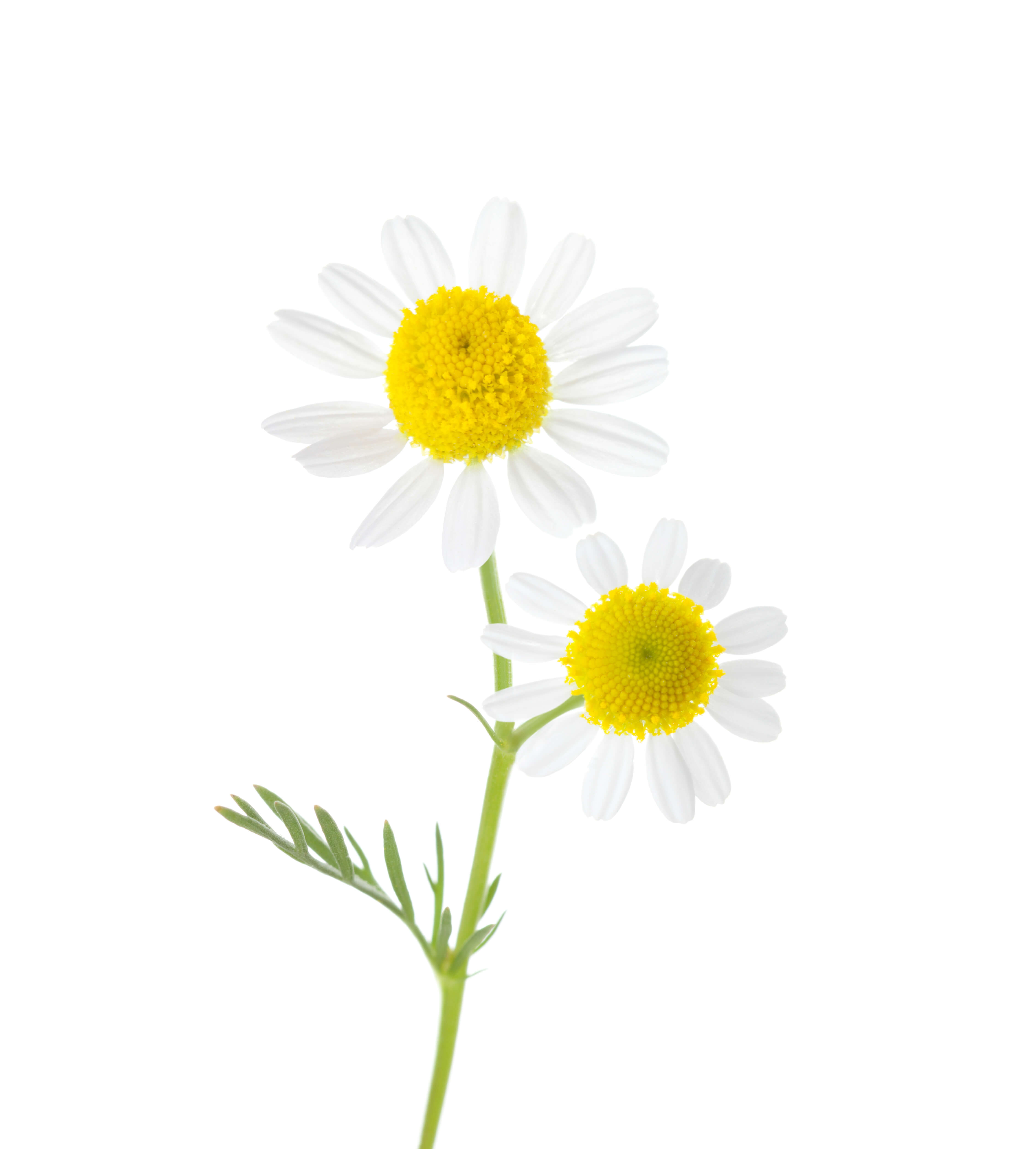 Chamomile blue oil (CAS N° 8002-66-2)