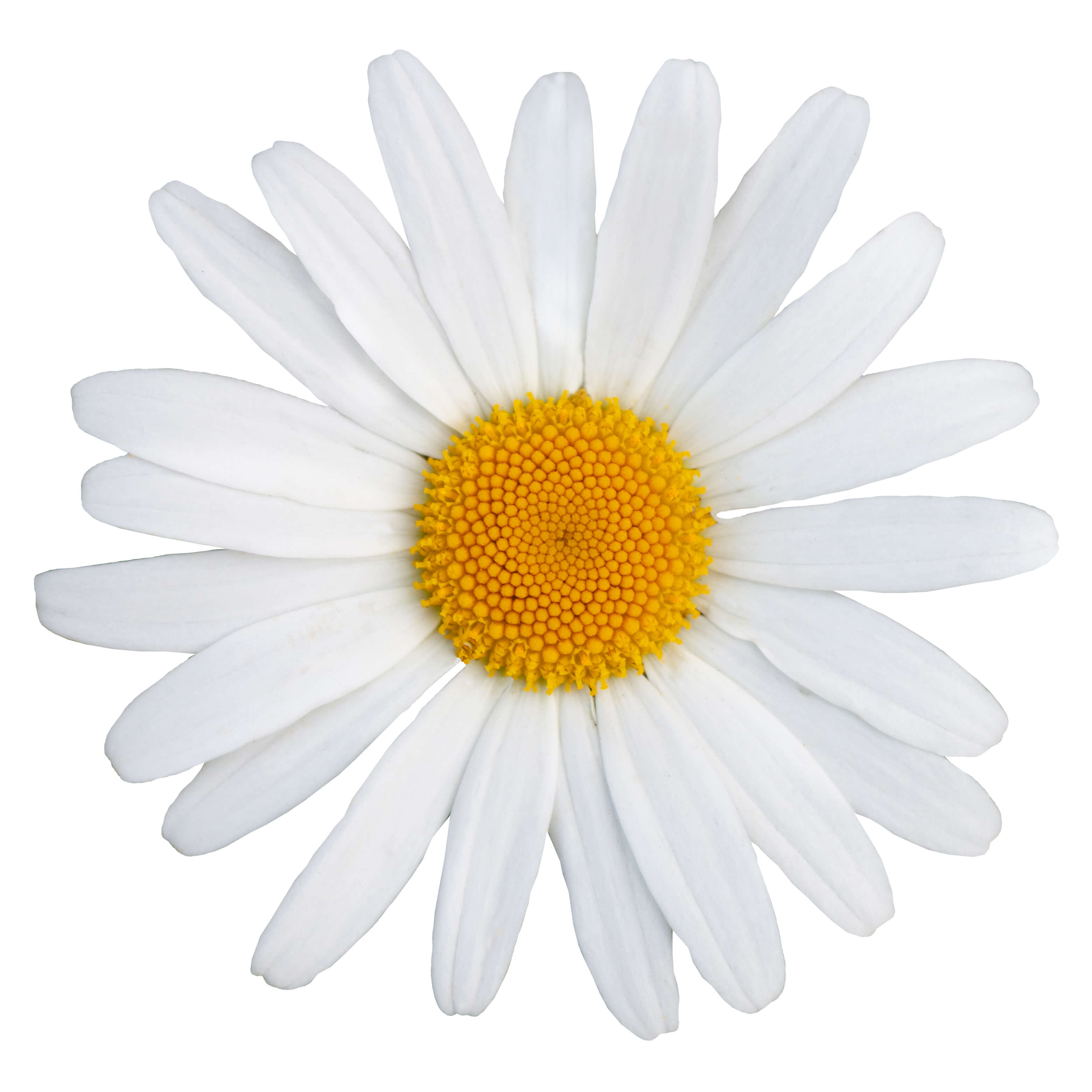 Chamomile roman oil (CAS N° 8015-92-7)