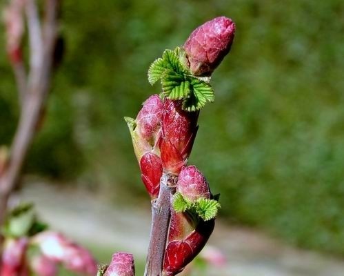 Cassis bud absolute (CAS N° 97676-19-2)