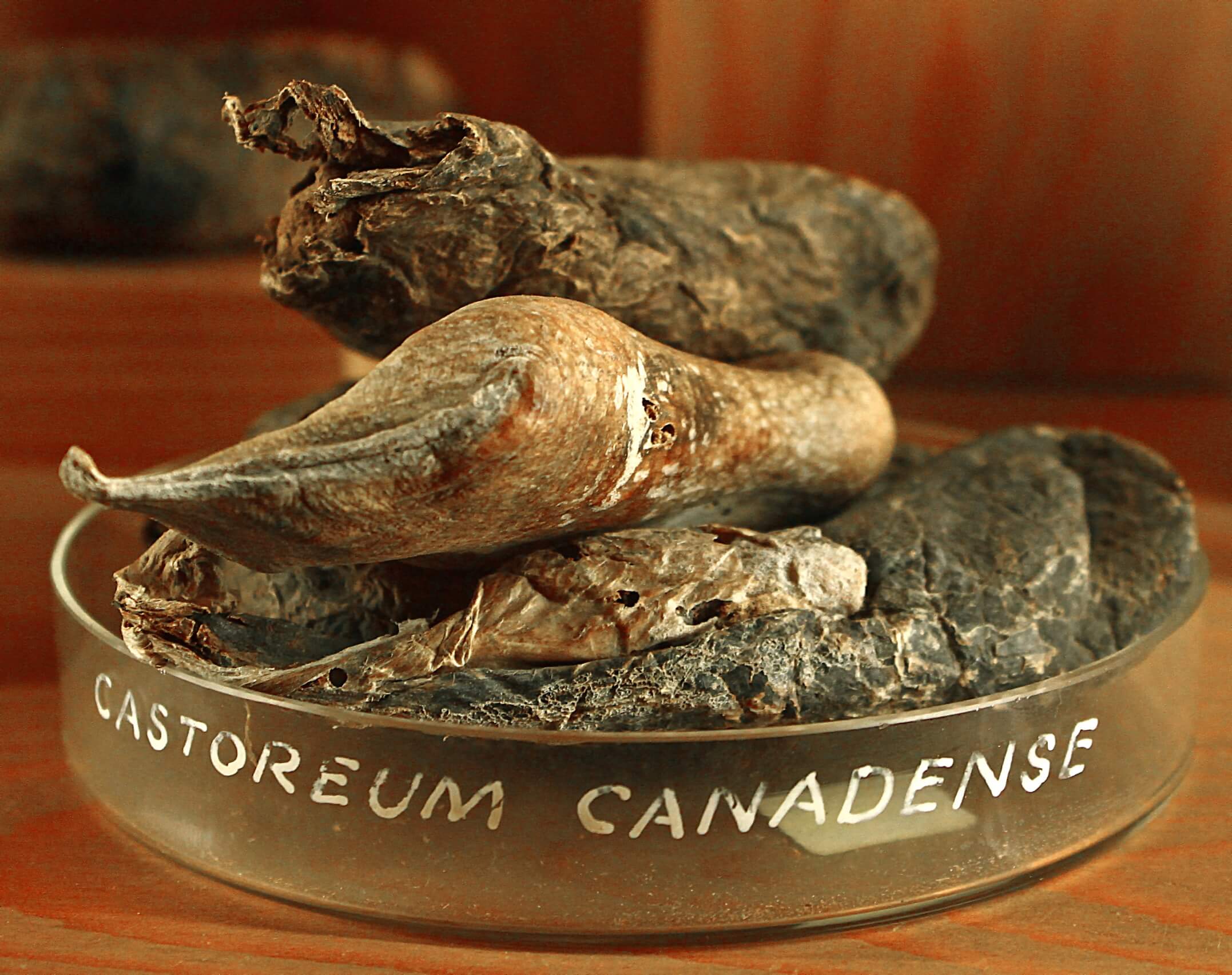 Castoreum resinoid (CAS N° 8023-83-4)