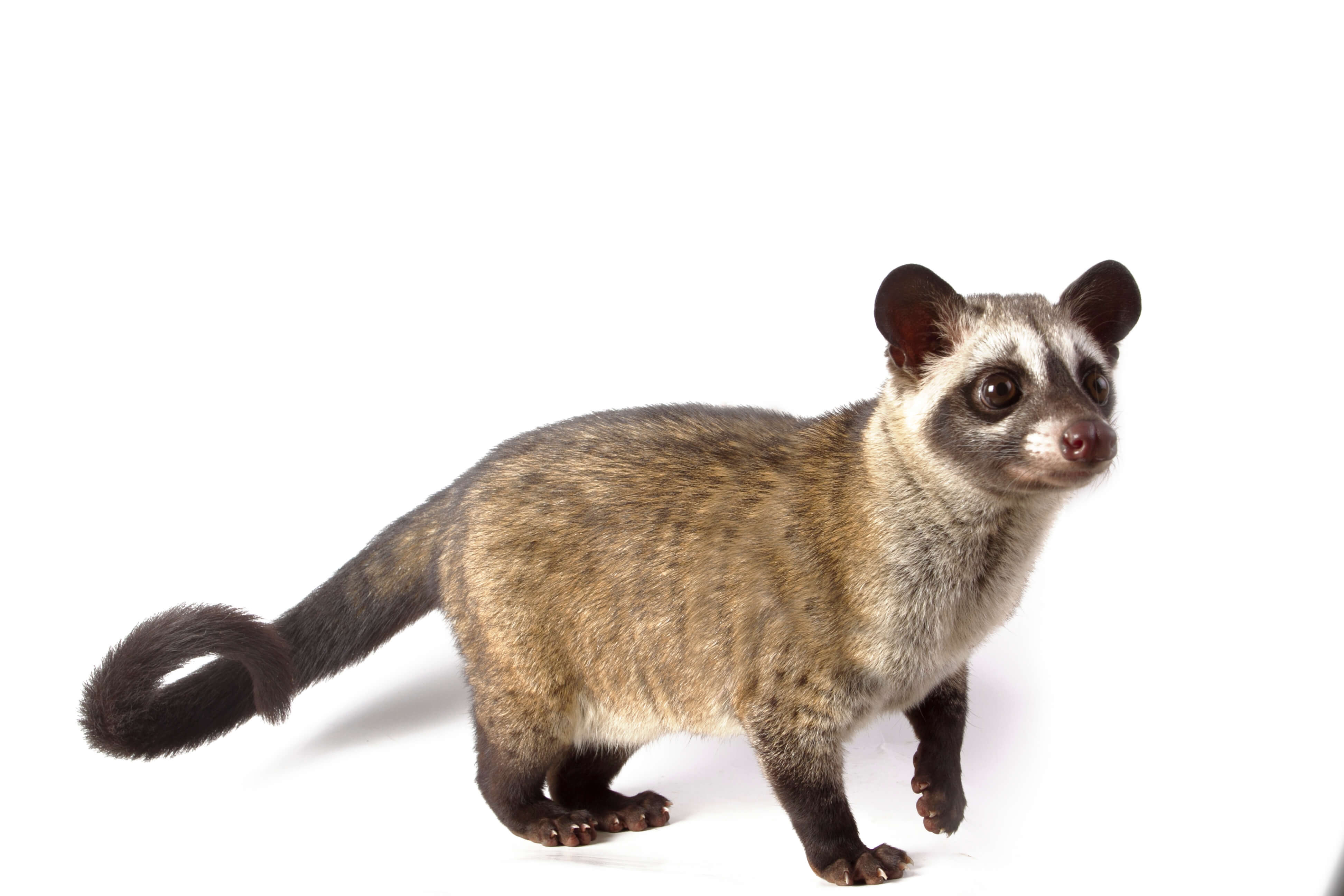 Civet absolute (CAS N° 68916-26-7)