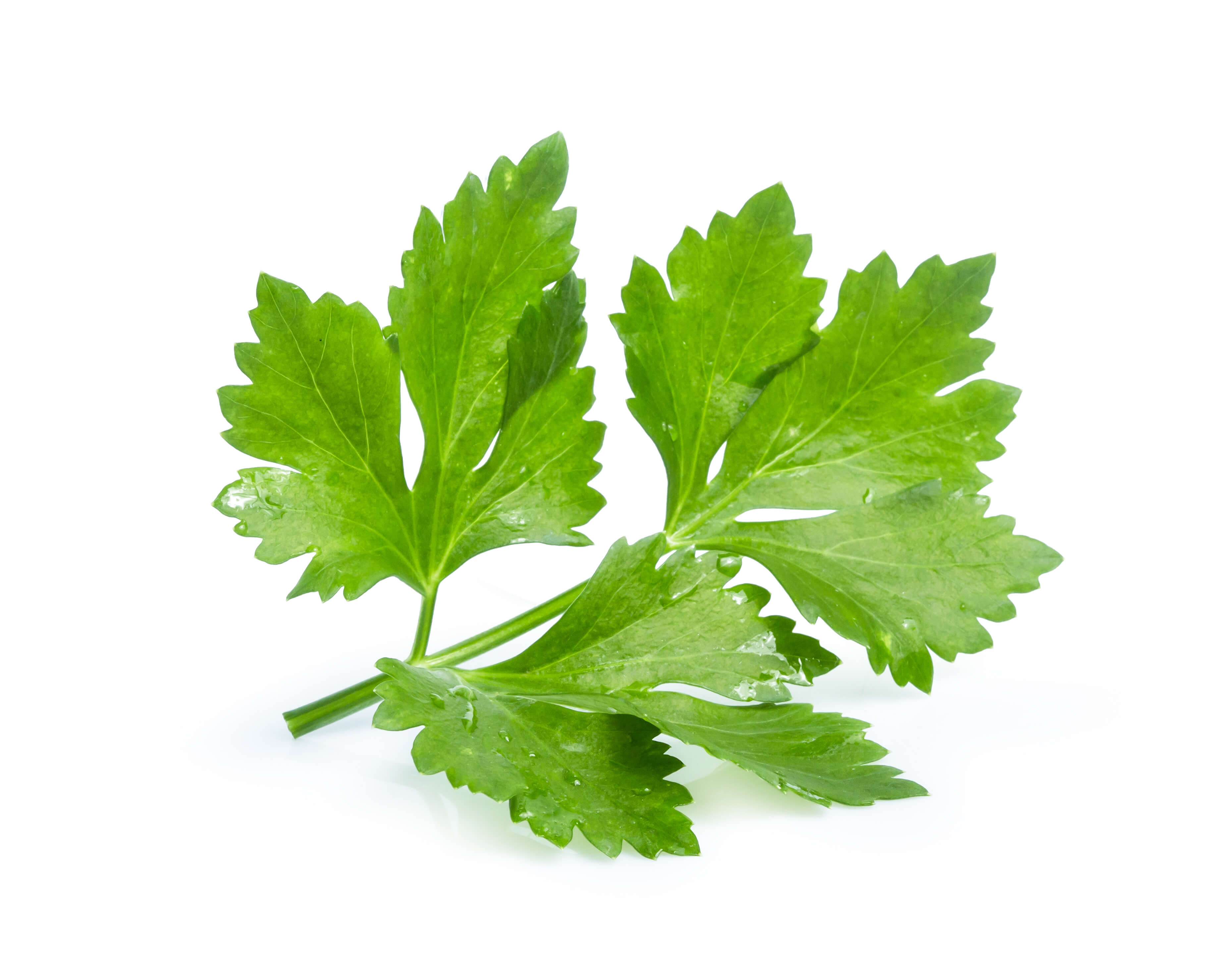 Coriander herb oil (CAS N° 8008-52-4)