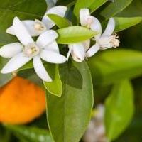 Orange blossom aromatic water (Bitter) (CAS N° 8016-38-4)