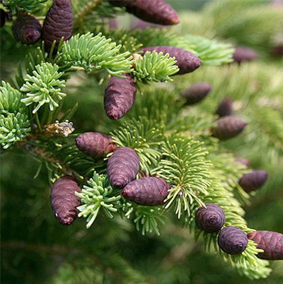 Black spruce oil (CAS N° 8008-80-8 // 91722-19-9)