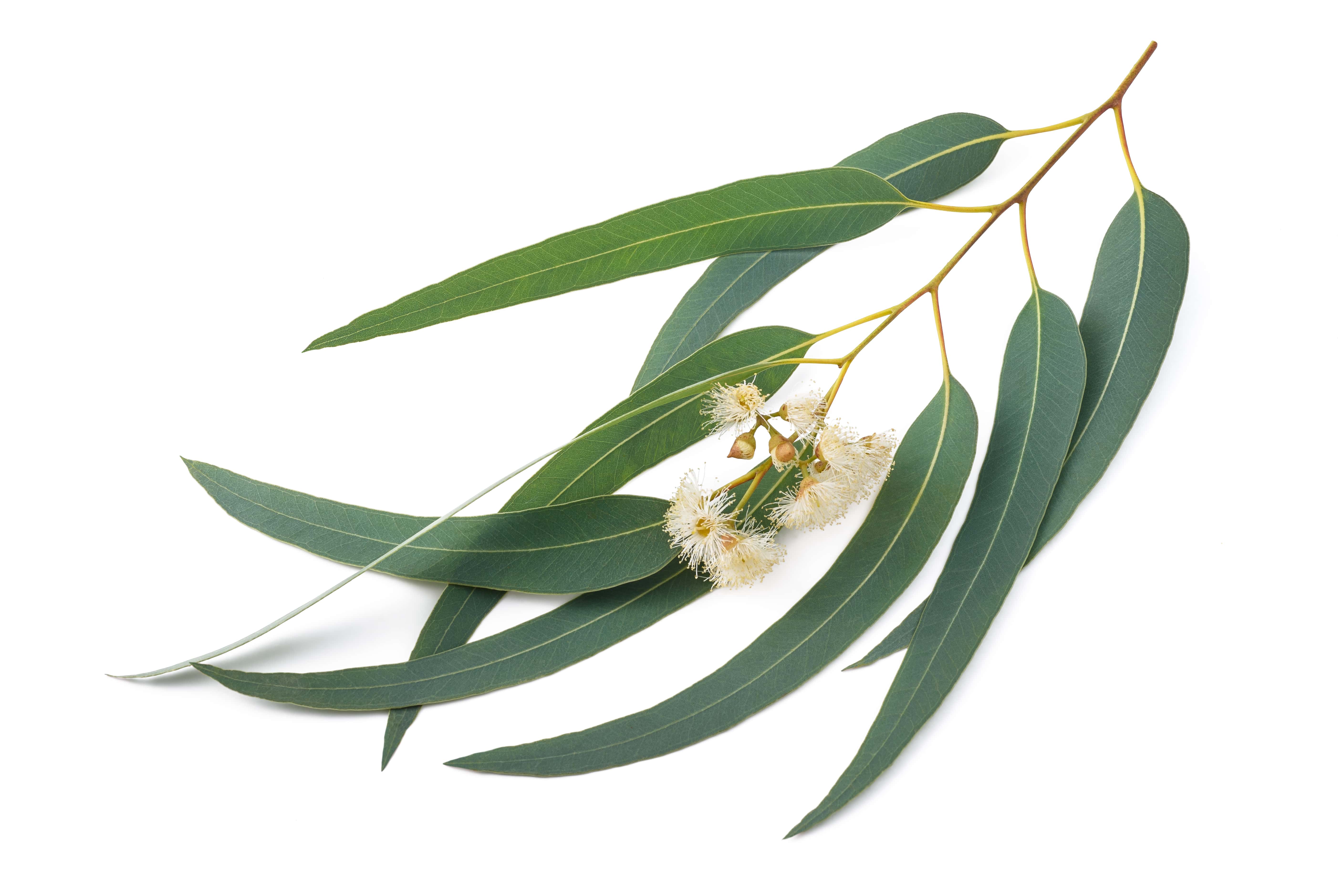 Eucalyptus globulus oil (CAS N° 8000-48-4)