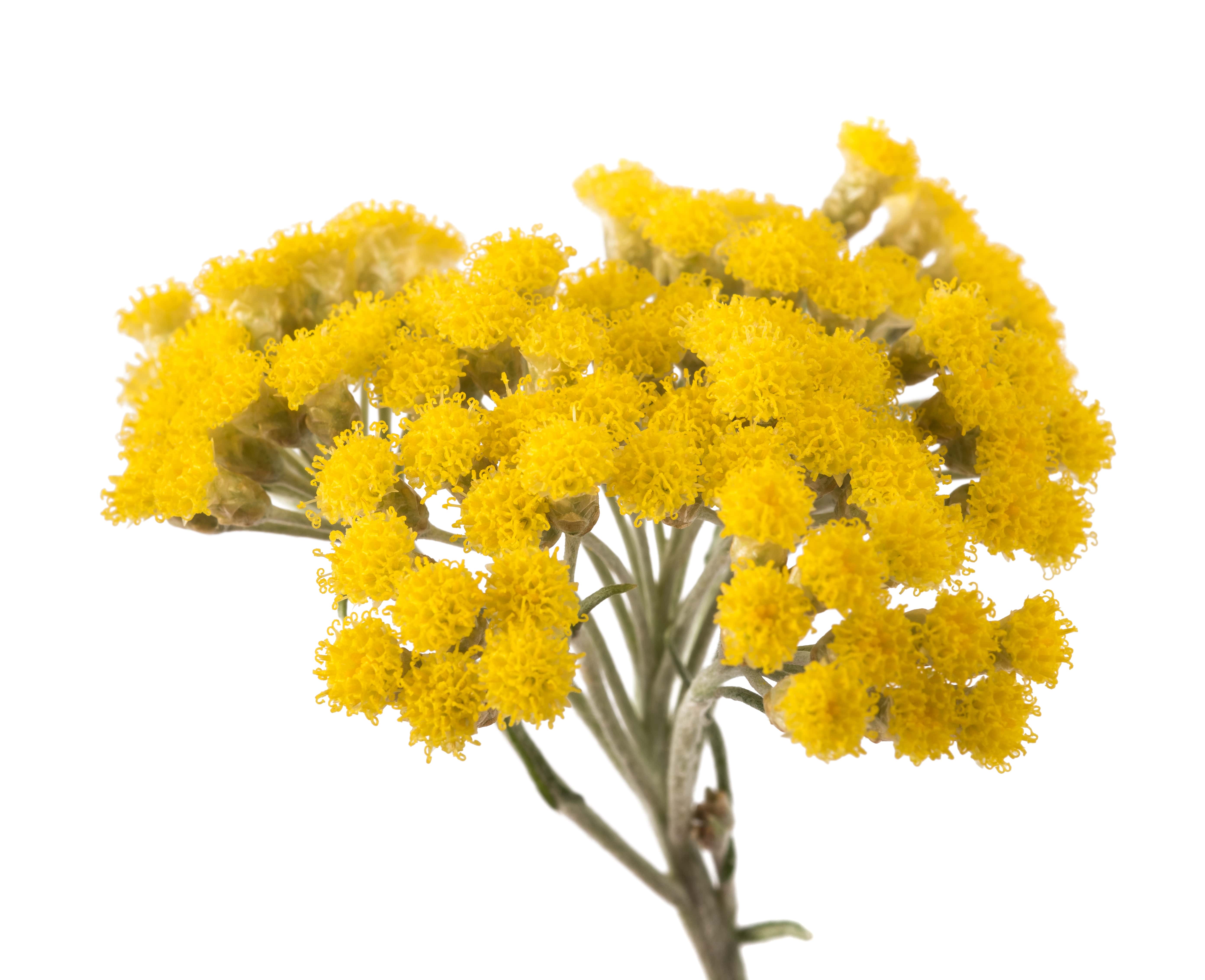 Helichrysum absolute (CAS N° 8023-95-8)