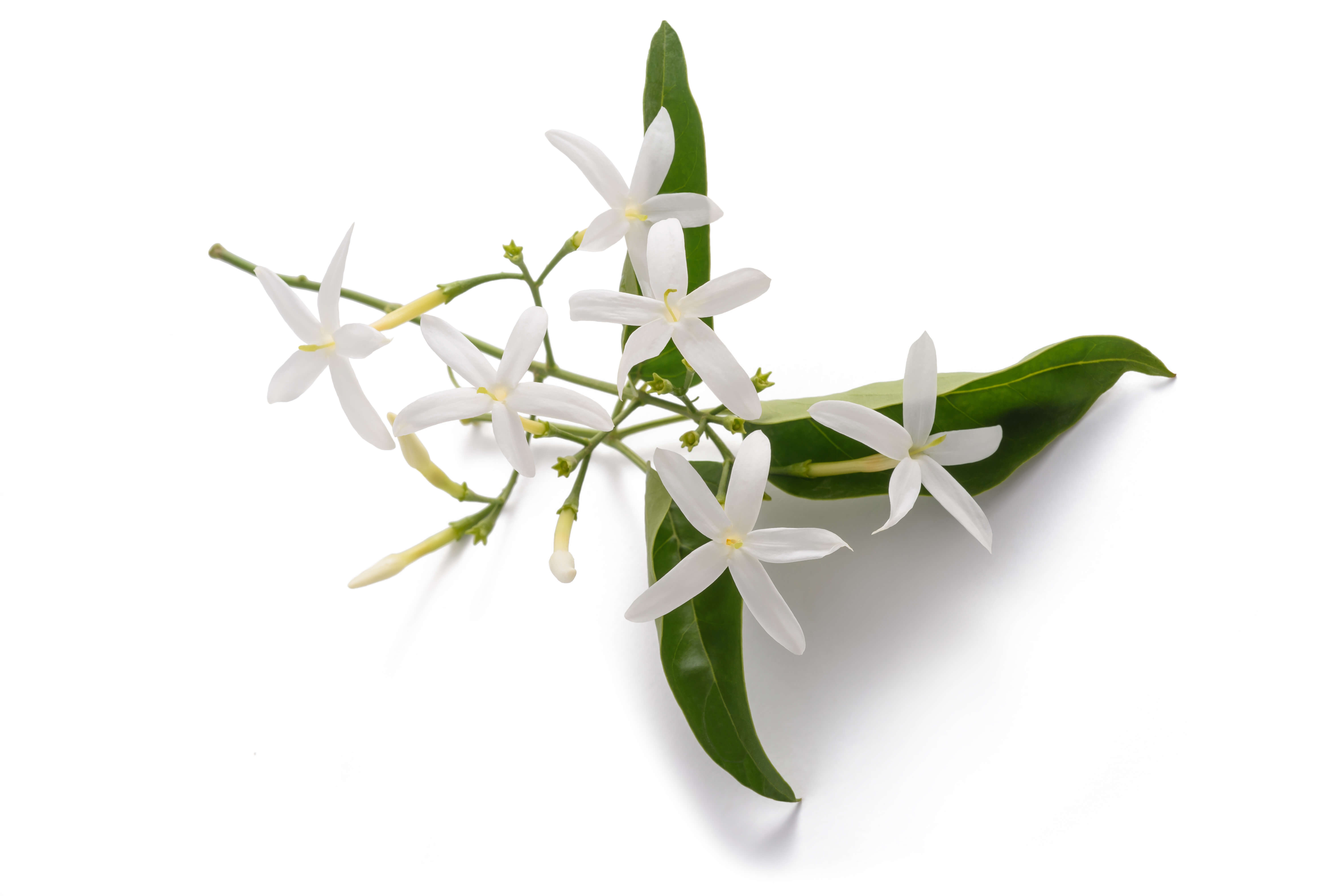 Jasmine Grandiflorum absolute (CAS N° 8022-96-6)