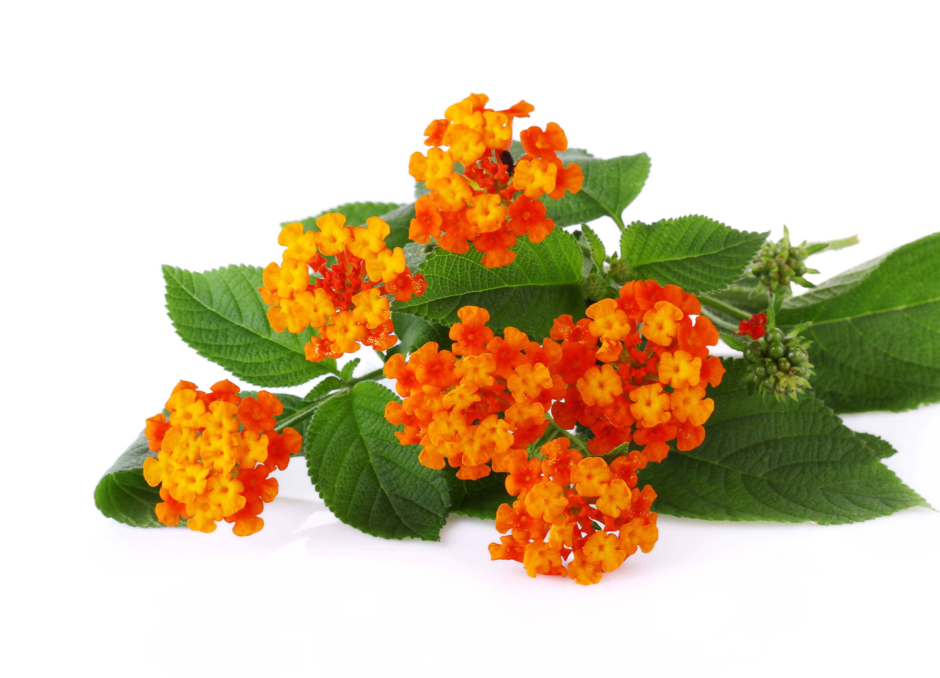 Lantana camara oil (CAS N° 90046-17-6)