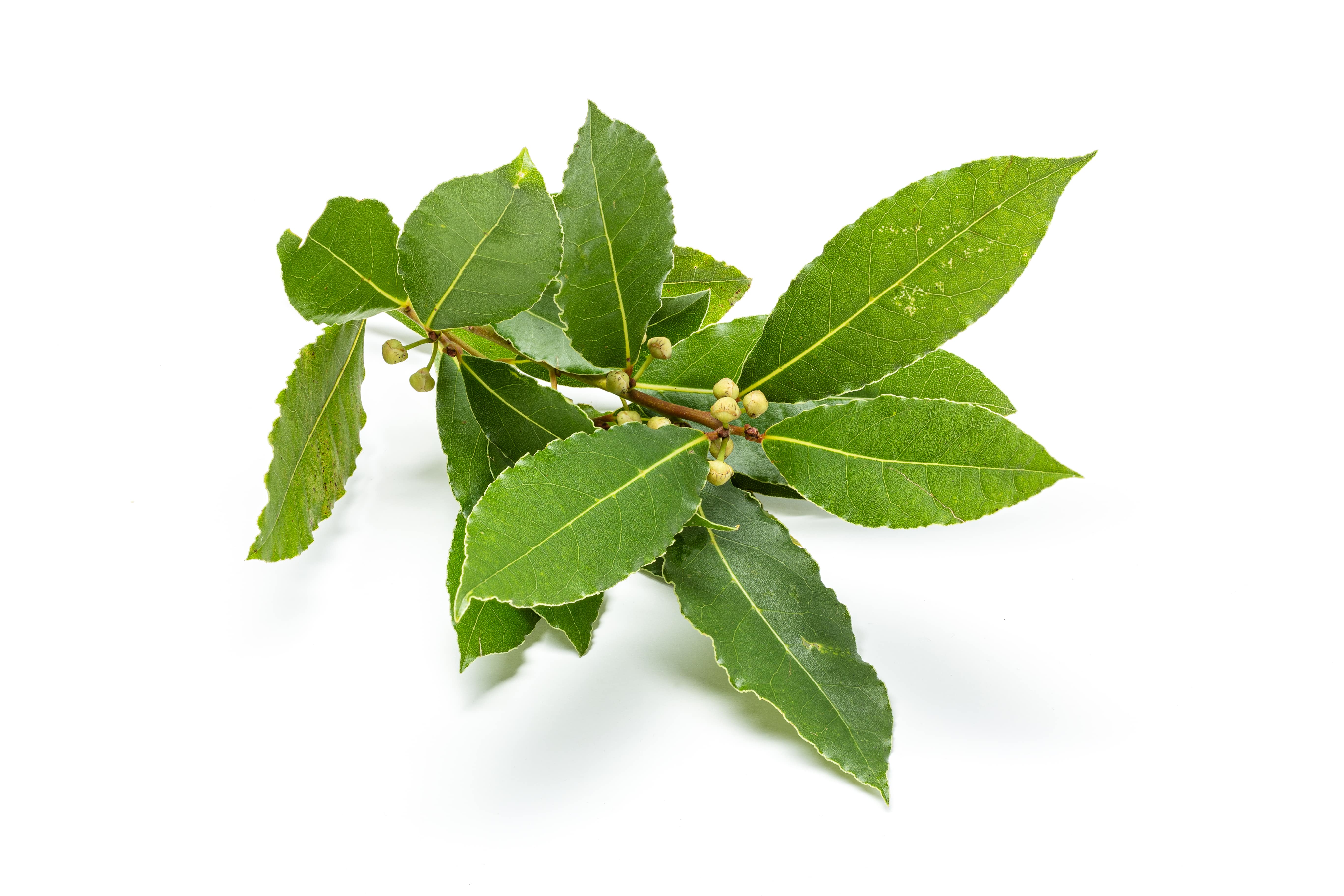 Laurel leaf oil (CAS N° 8007-48-5)