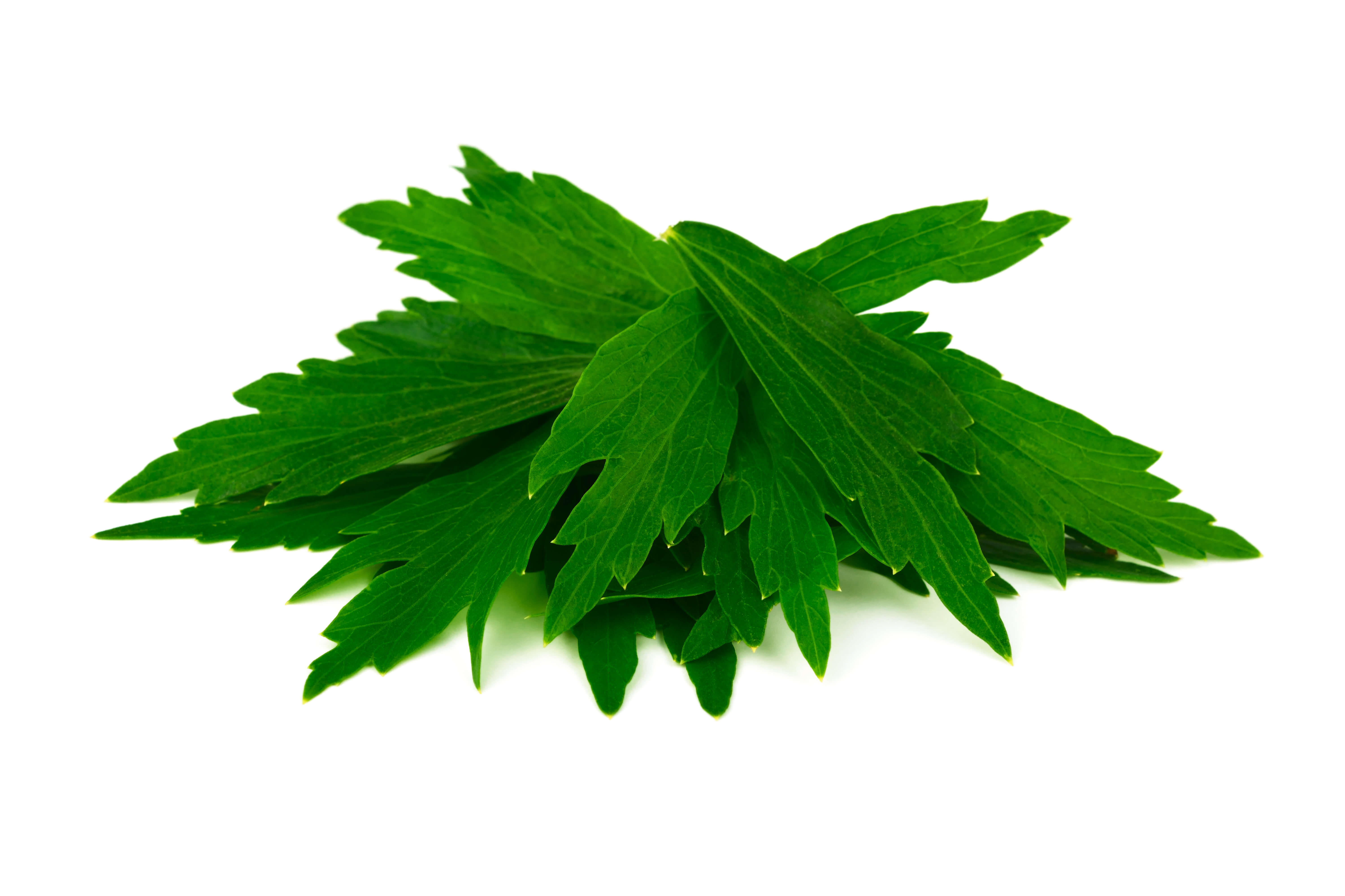 Lovage leaf oil (CAS N° 8016-31-7)