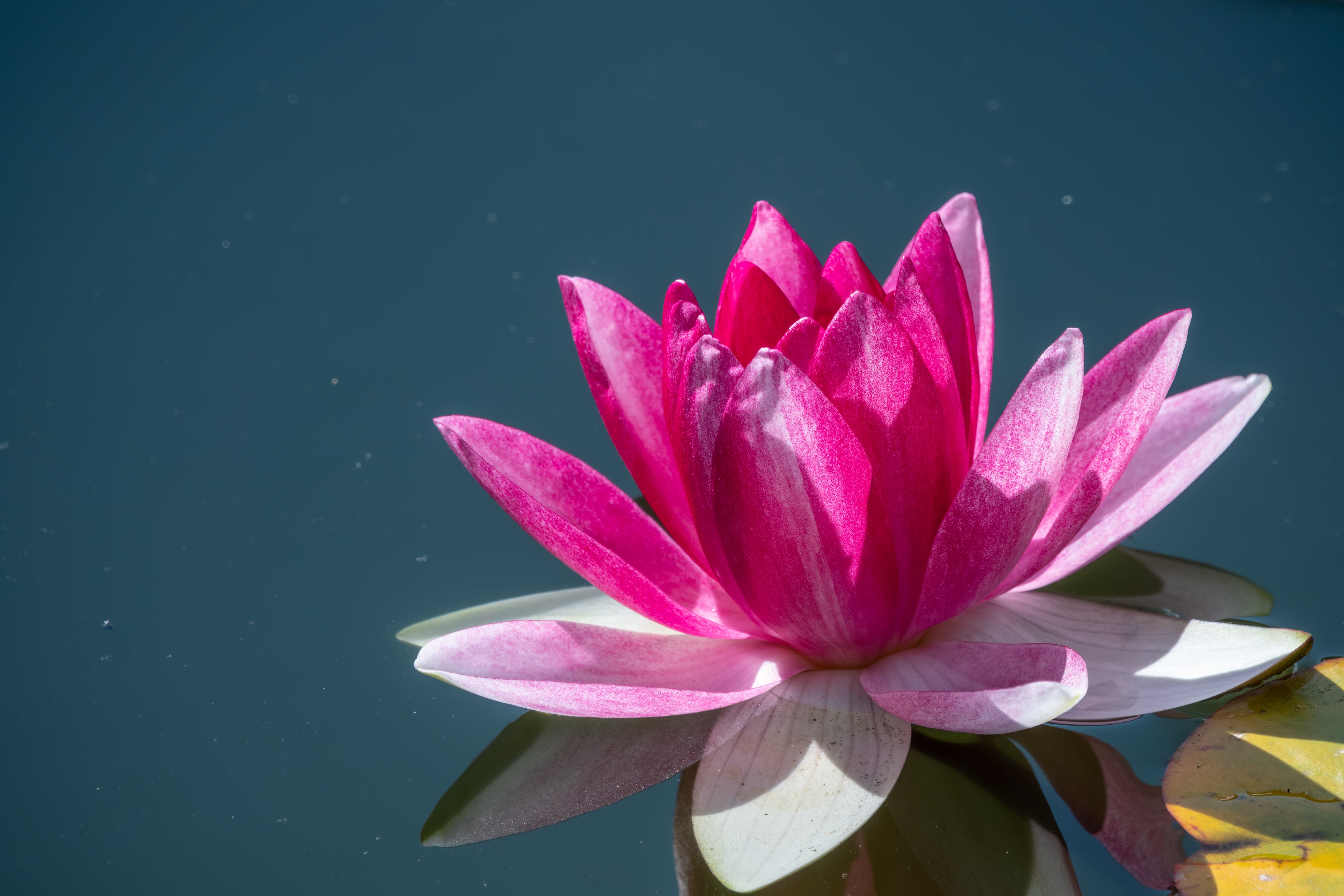 Pink lotus absolute (CAS N° 85085-51-4)