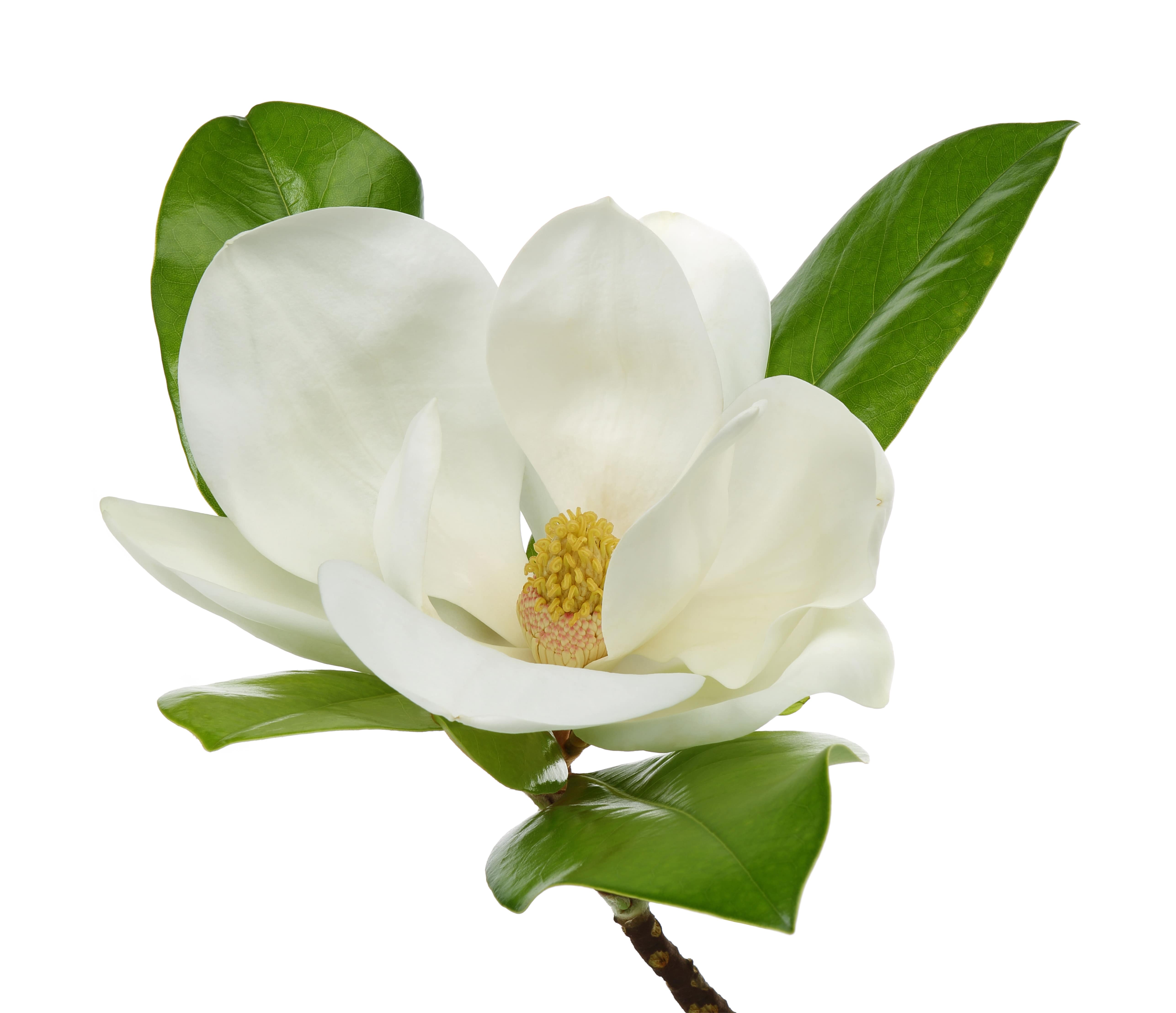 Michelia alba flower oil (CAS N° 8006-76-6)