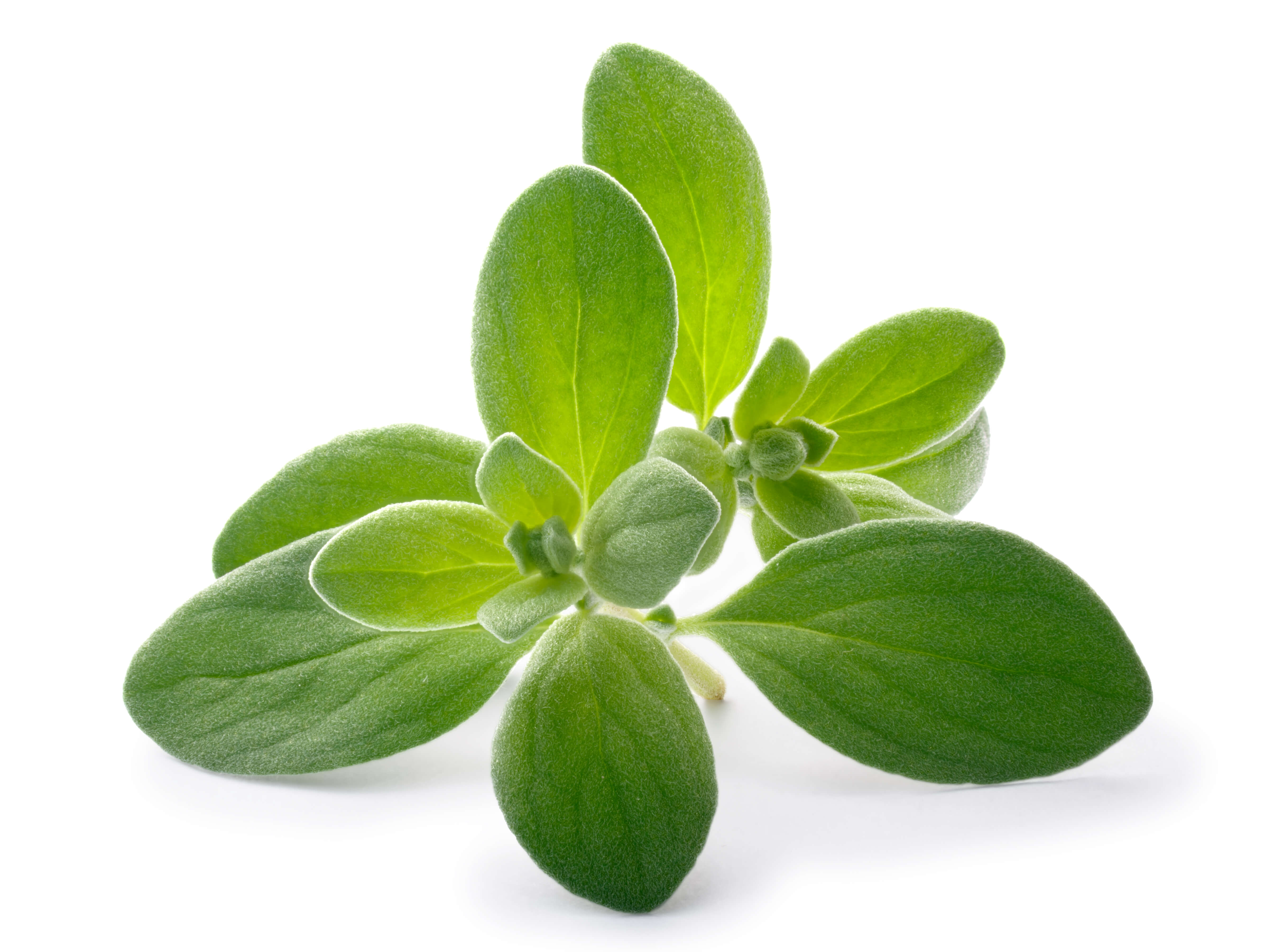 Sweet marjoram oil (CAS N° 8015-01-8)