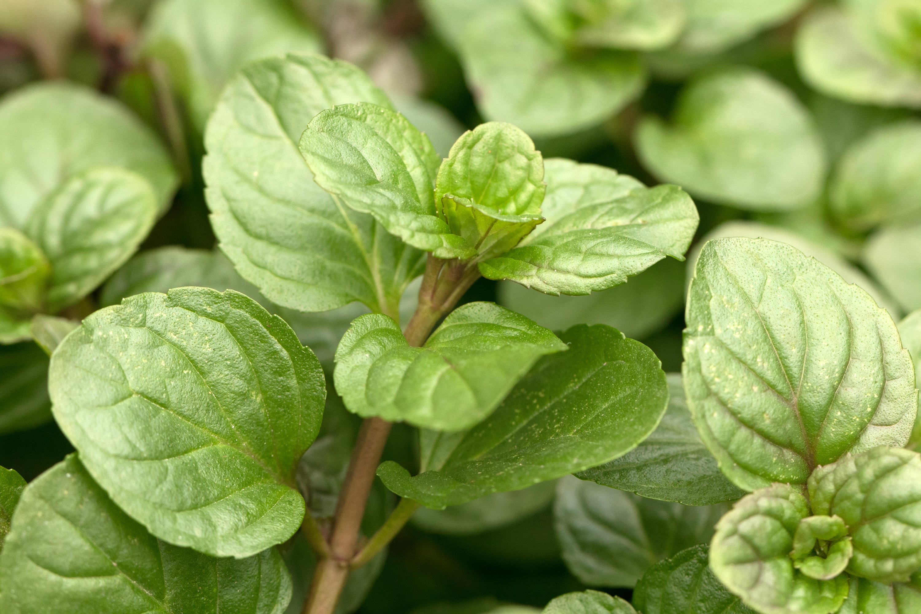 Mentha citrata oil (CAS N° 85085-49-0 // 68917-15-7)