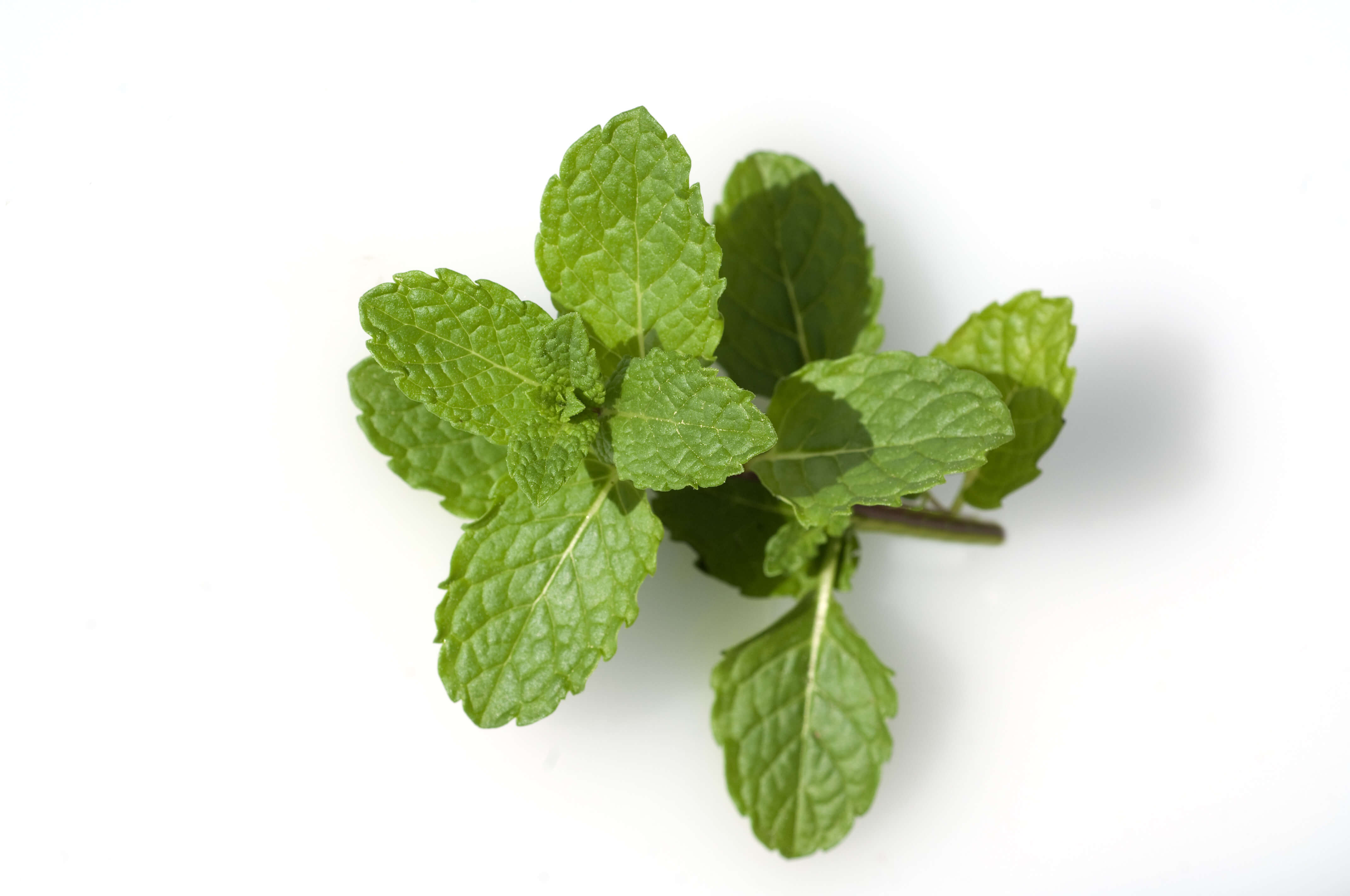 Mentha spearmint absolute (CAS N° 8008-79-5)