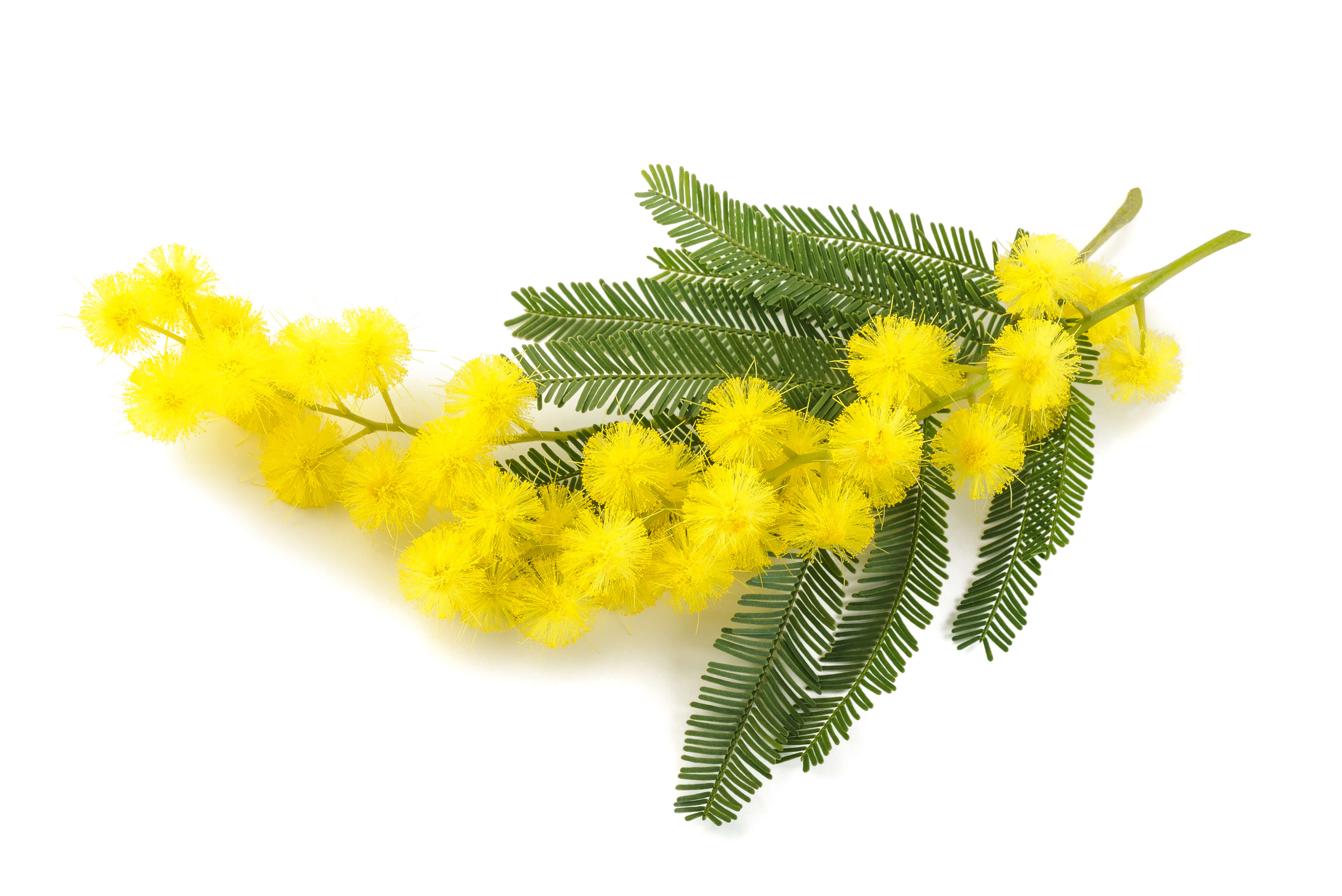 Mimosa absolute (CAS N° 8031-03-6)