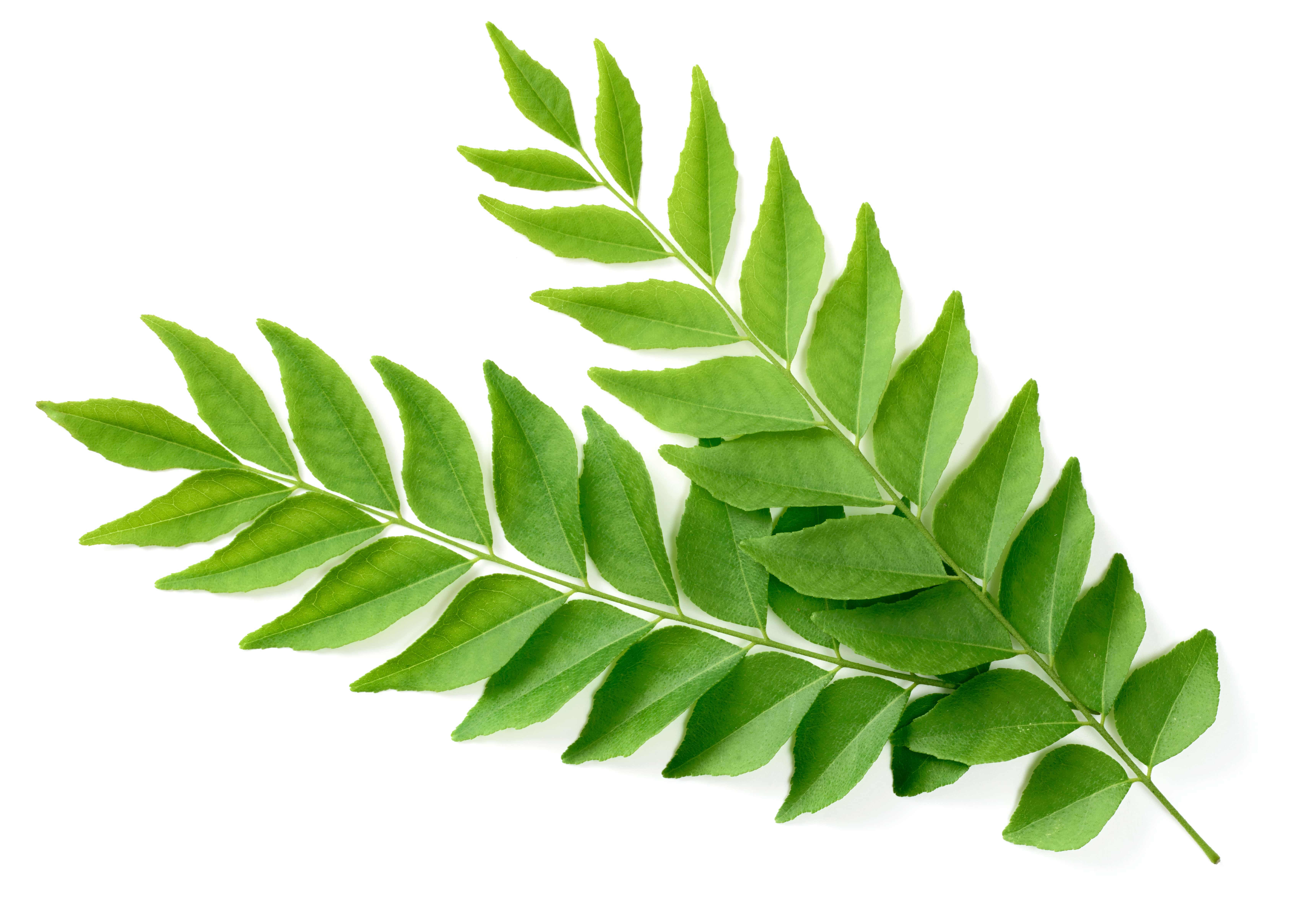 Curry leaf absolute (CAS N° 876068-15-4)