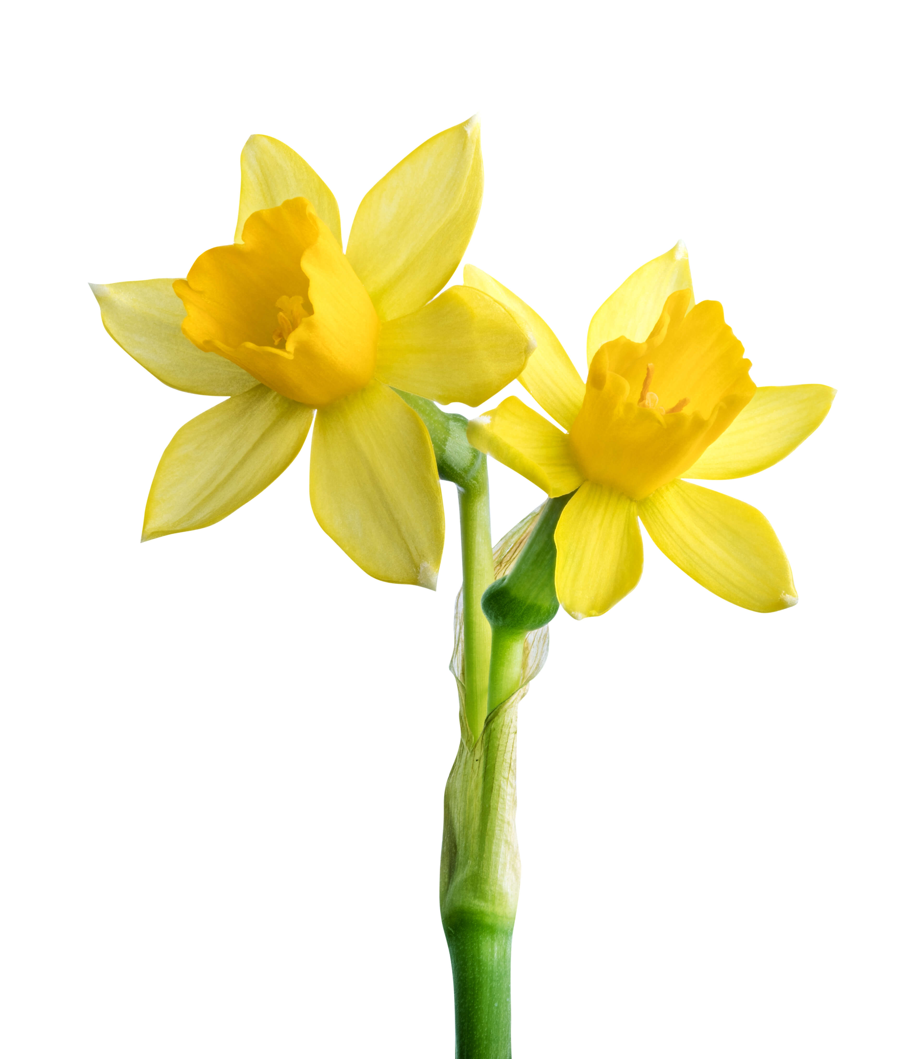 Narcissus poeticus absolute (CAS N° 68917-12-4)