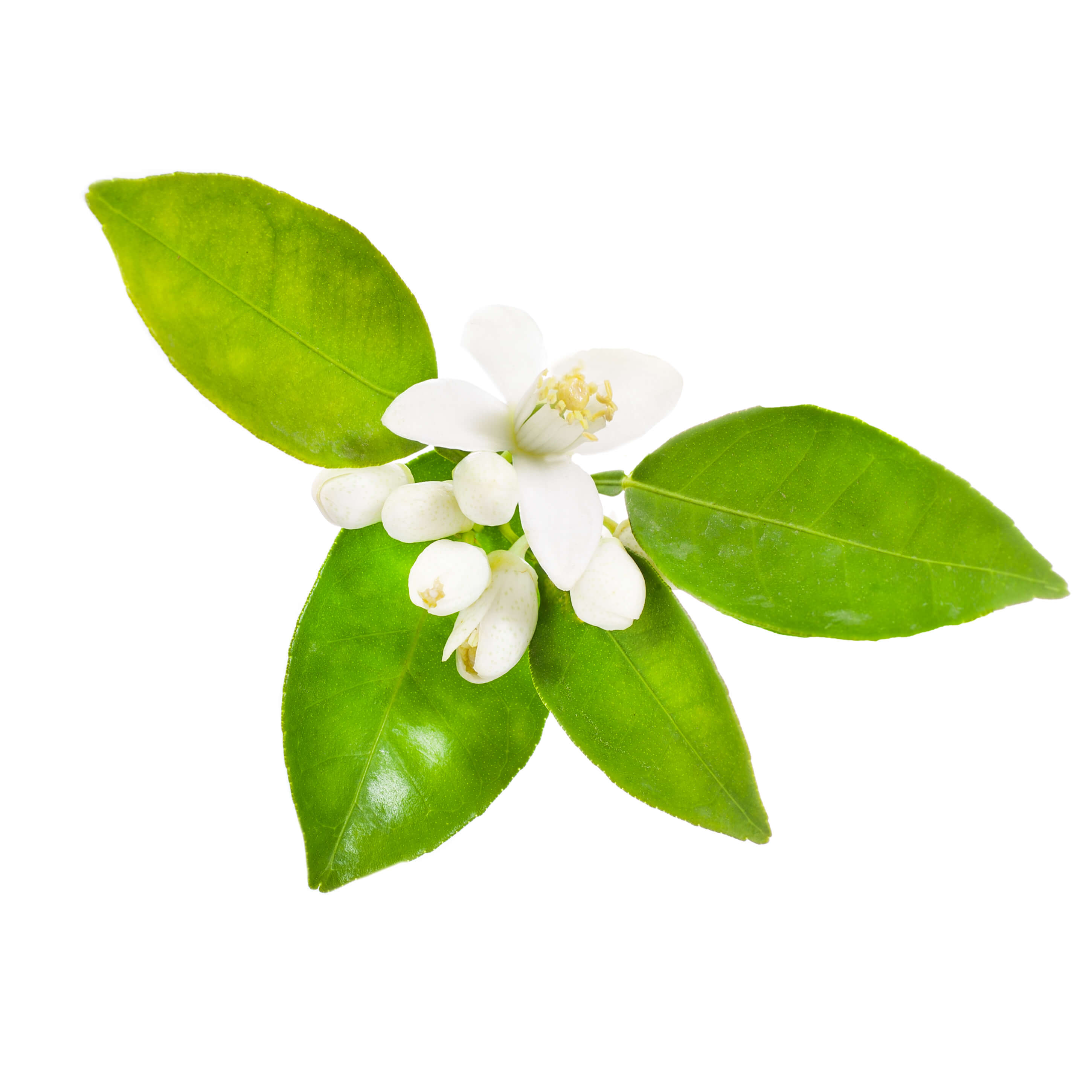 Neroli bigarade oil (Sweet) (CAS N° 8016-38-4)