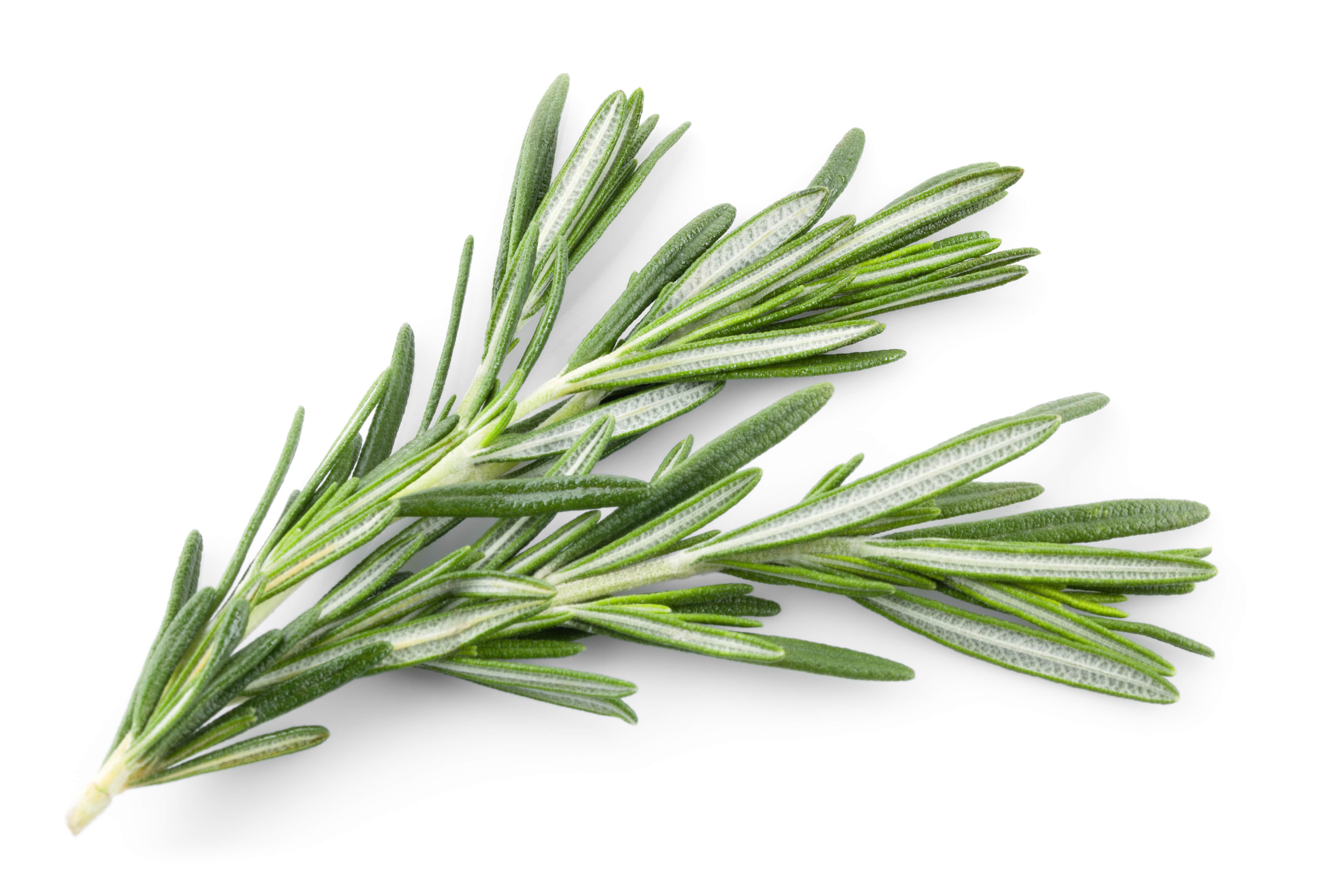 Rosemary oil (CAS N° 8000-25-7)