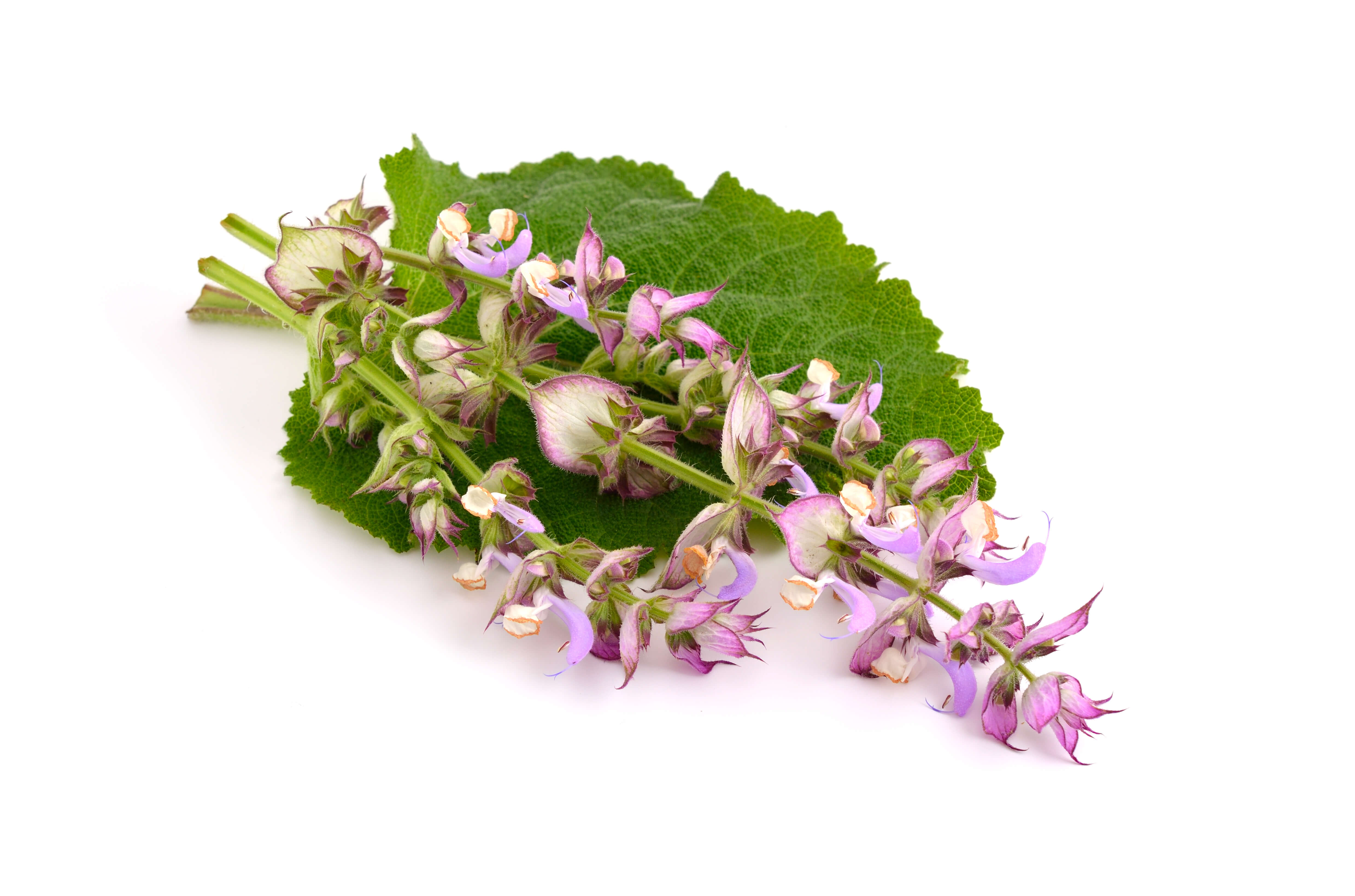 Clary sage oil (CAS N° 8016-63-5)