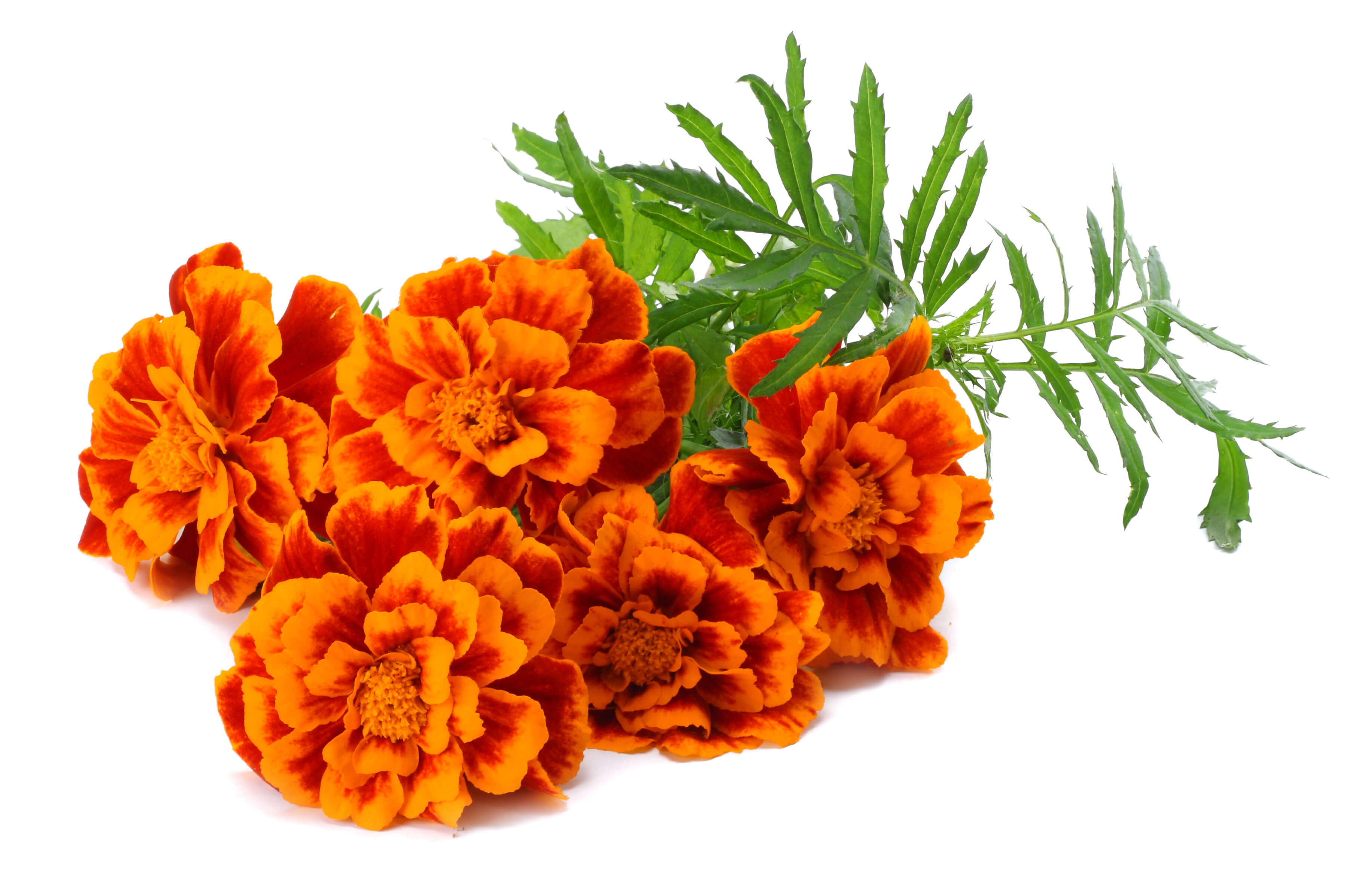 Tagetes minuta oil (CAS N° 8016-84-0)