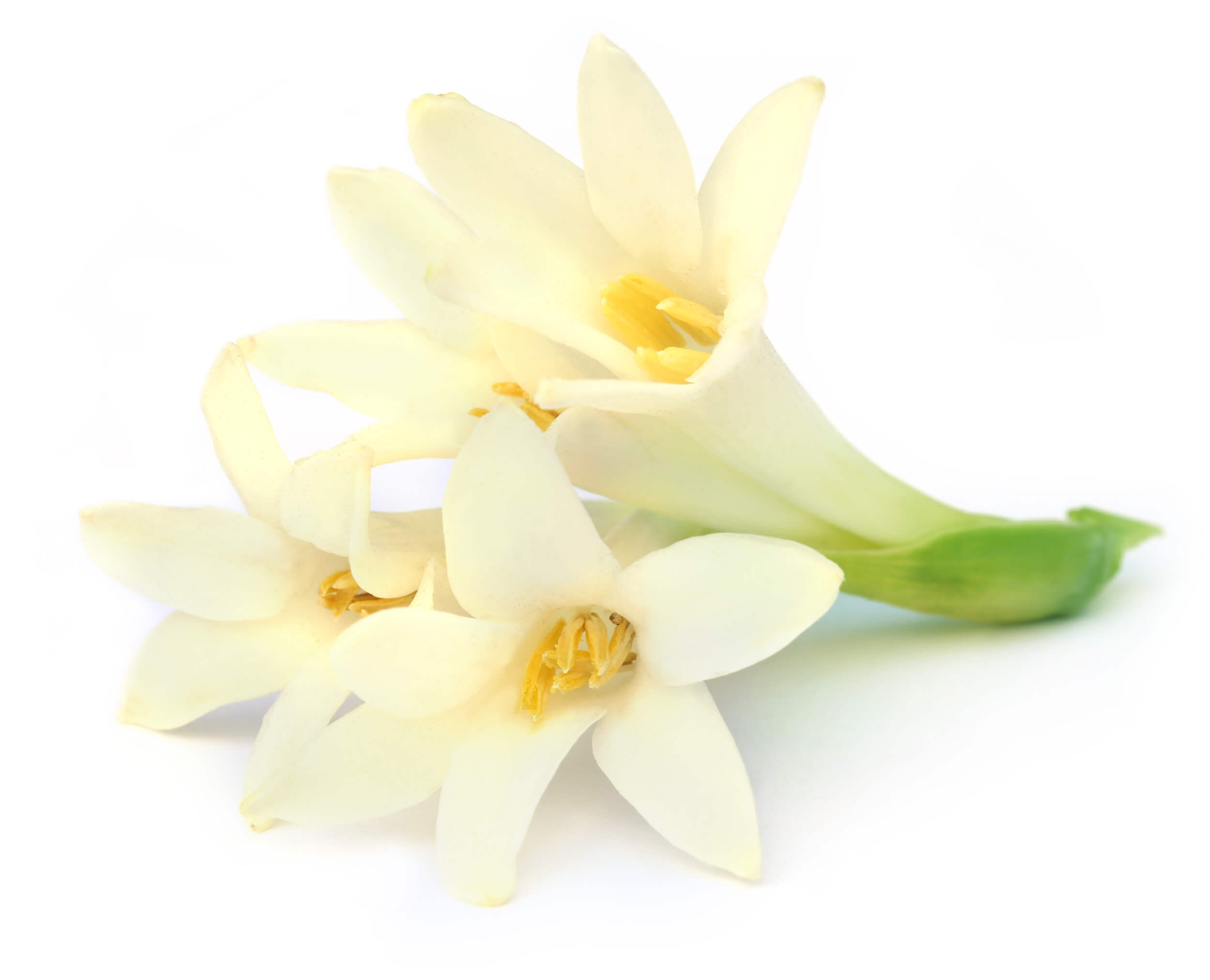 Tuberose absolute (CAS N° 8024-05-3 // 94334-35-7)