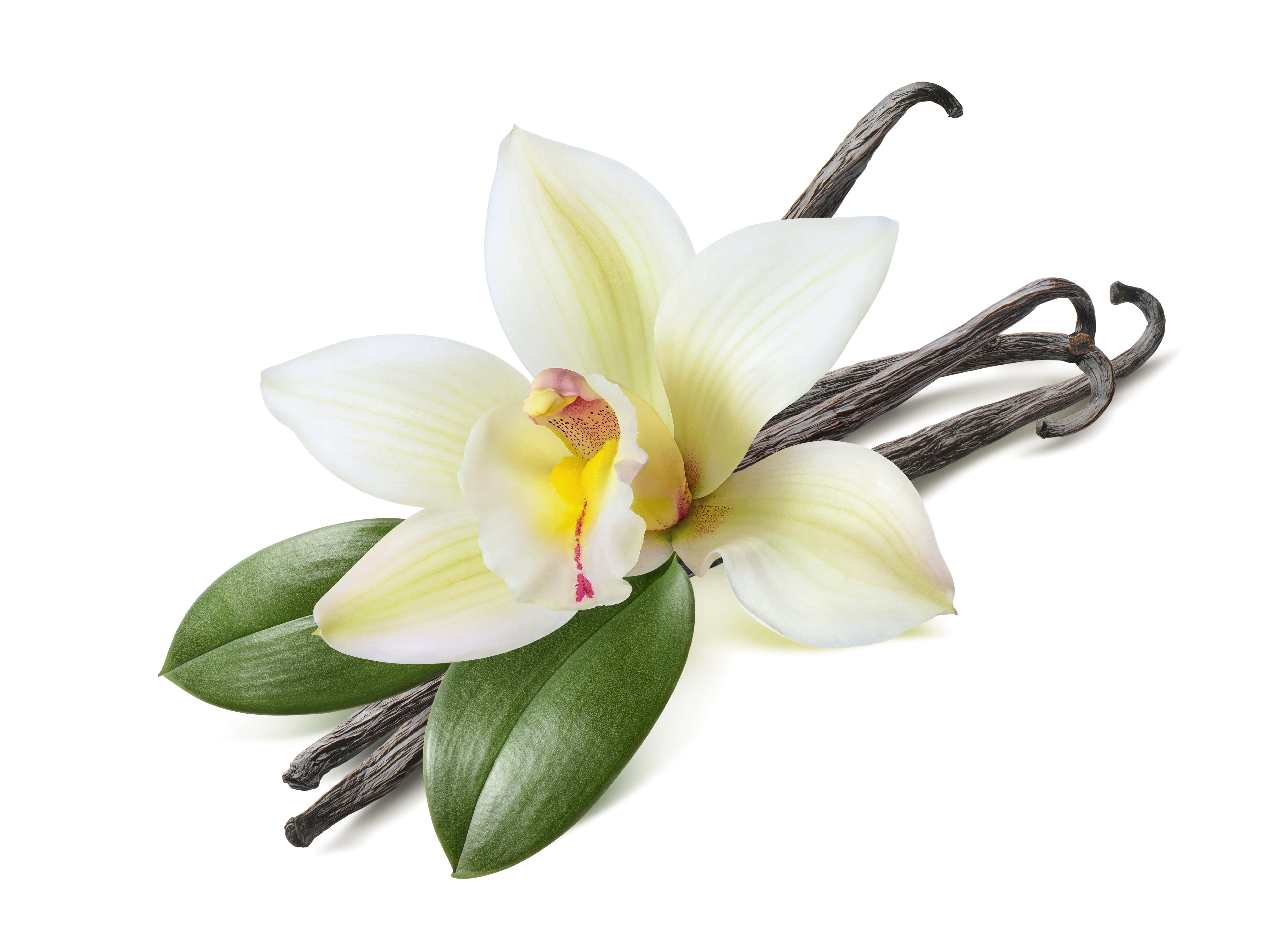 Vanilla absolute (tahitensis) (CAS N° 84650-63-5)