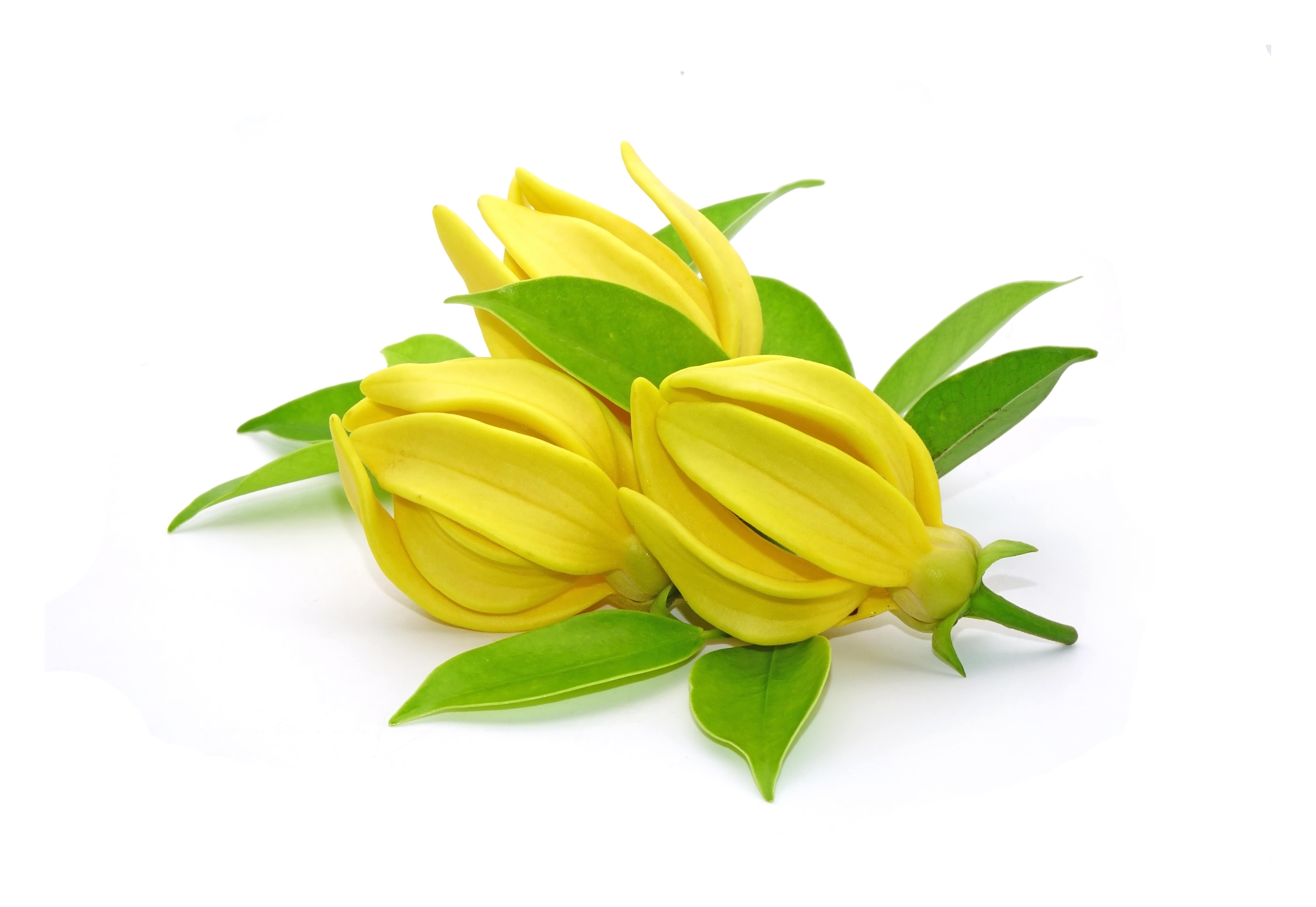 Ylang ylang absolute (CAS N° 8006-81-3)