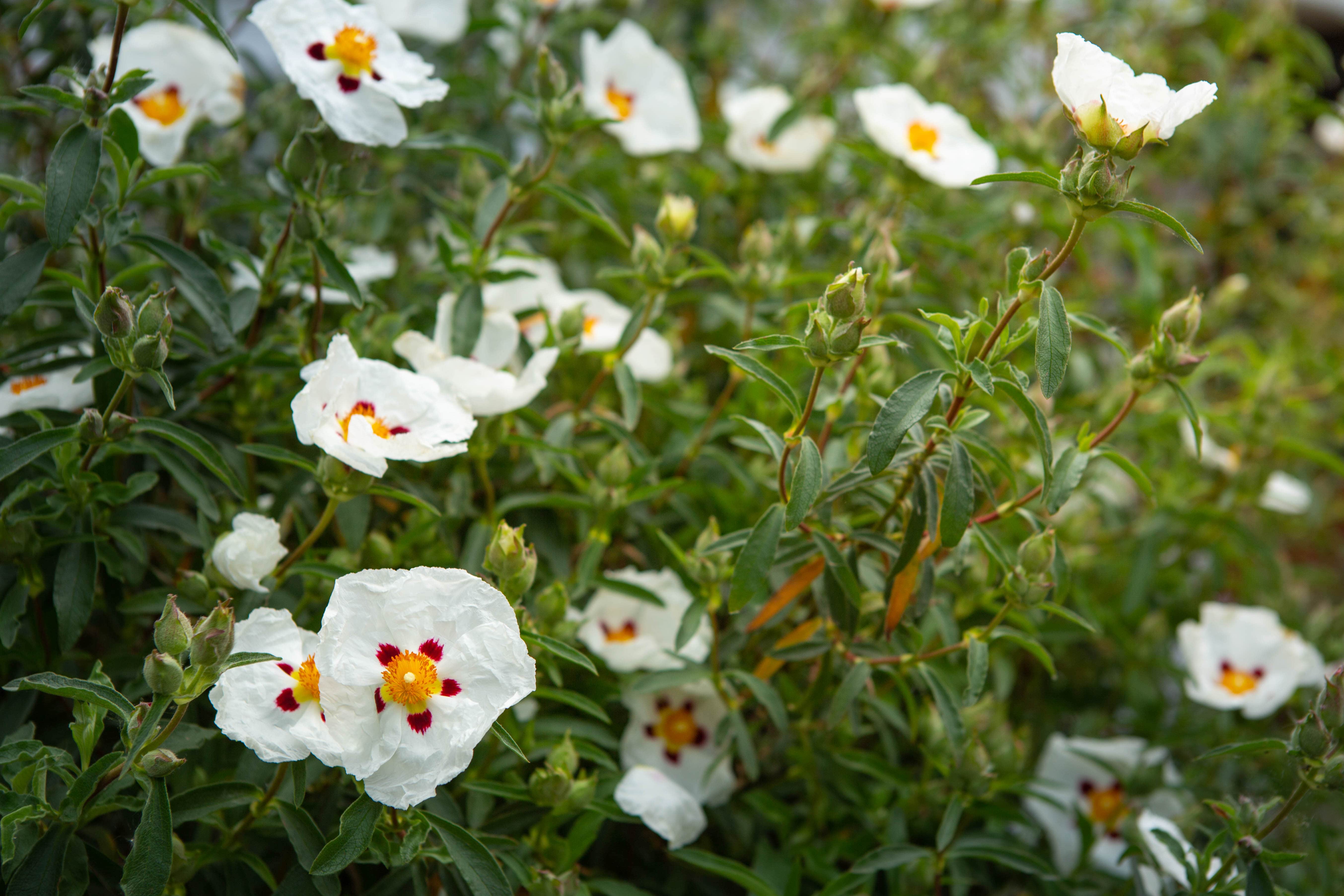 Ambery Cistus